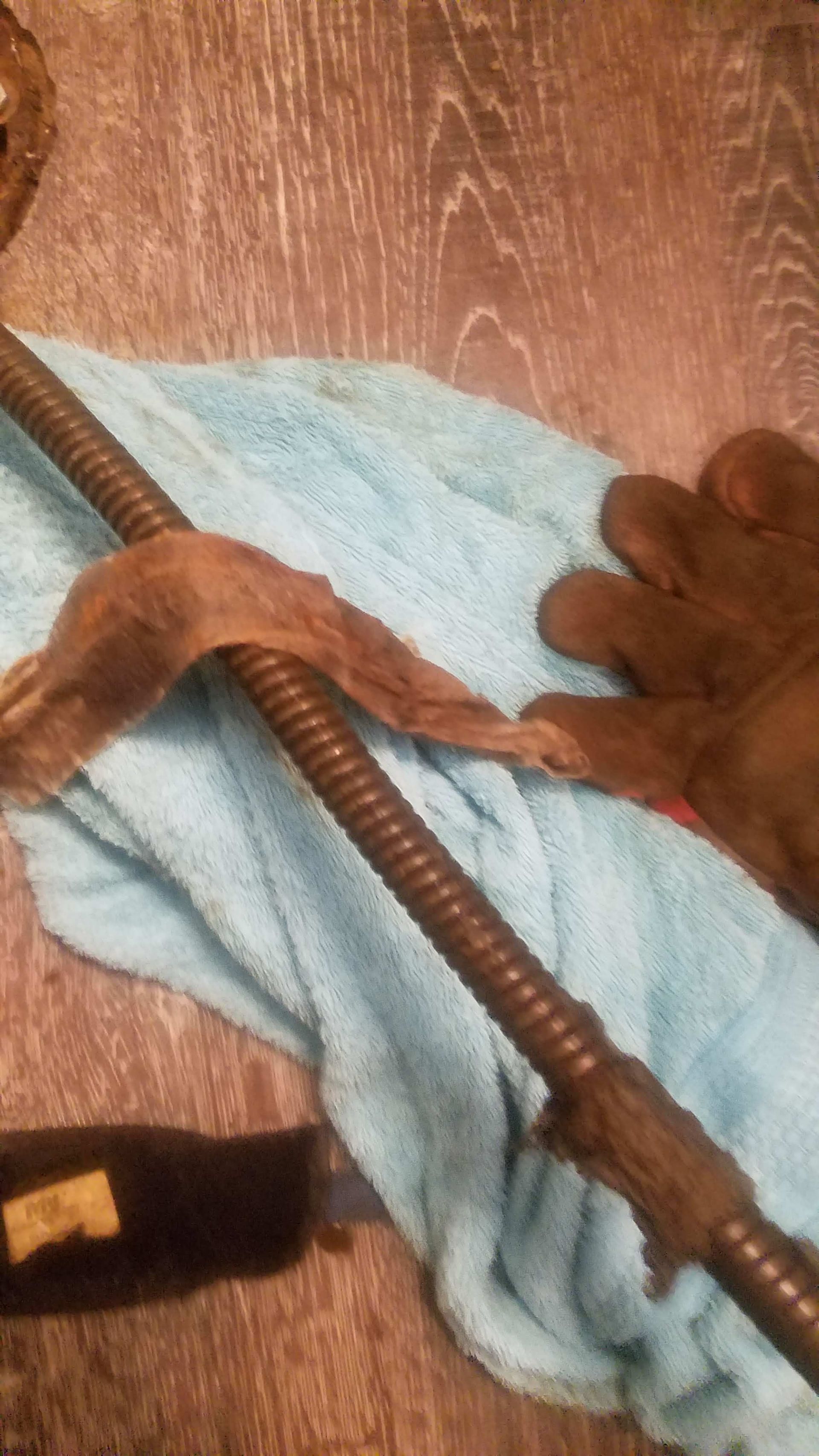 Dark brown, textured metal rod with leather and brown glove on blue cloth.