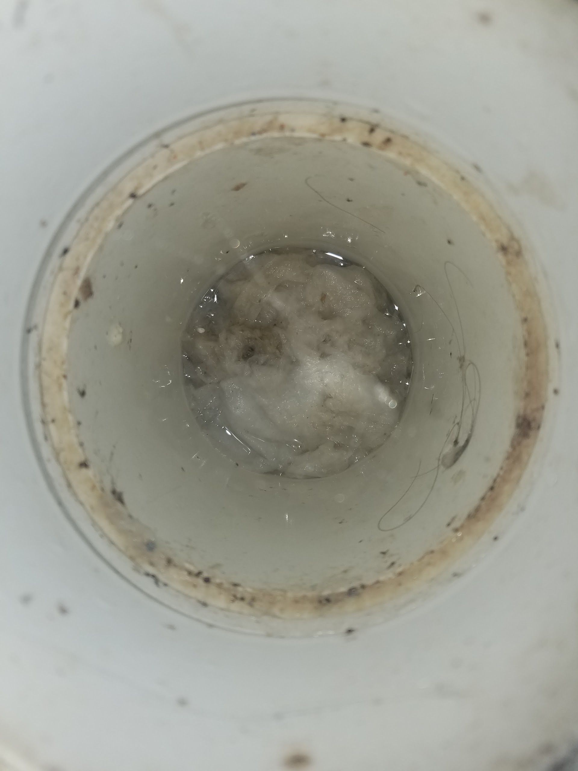 Top-down view inside a white container with dirty, stained interior and a small amount of water in the bottom.