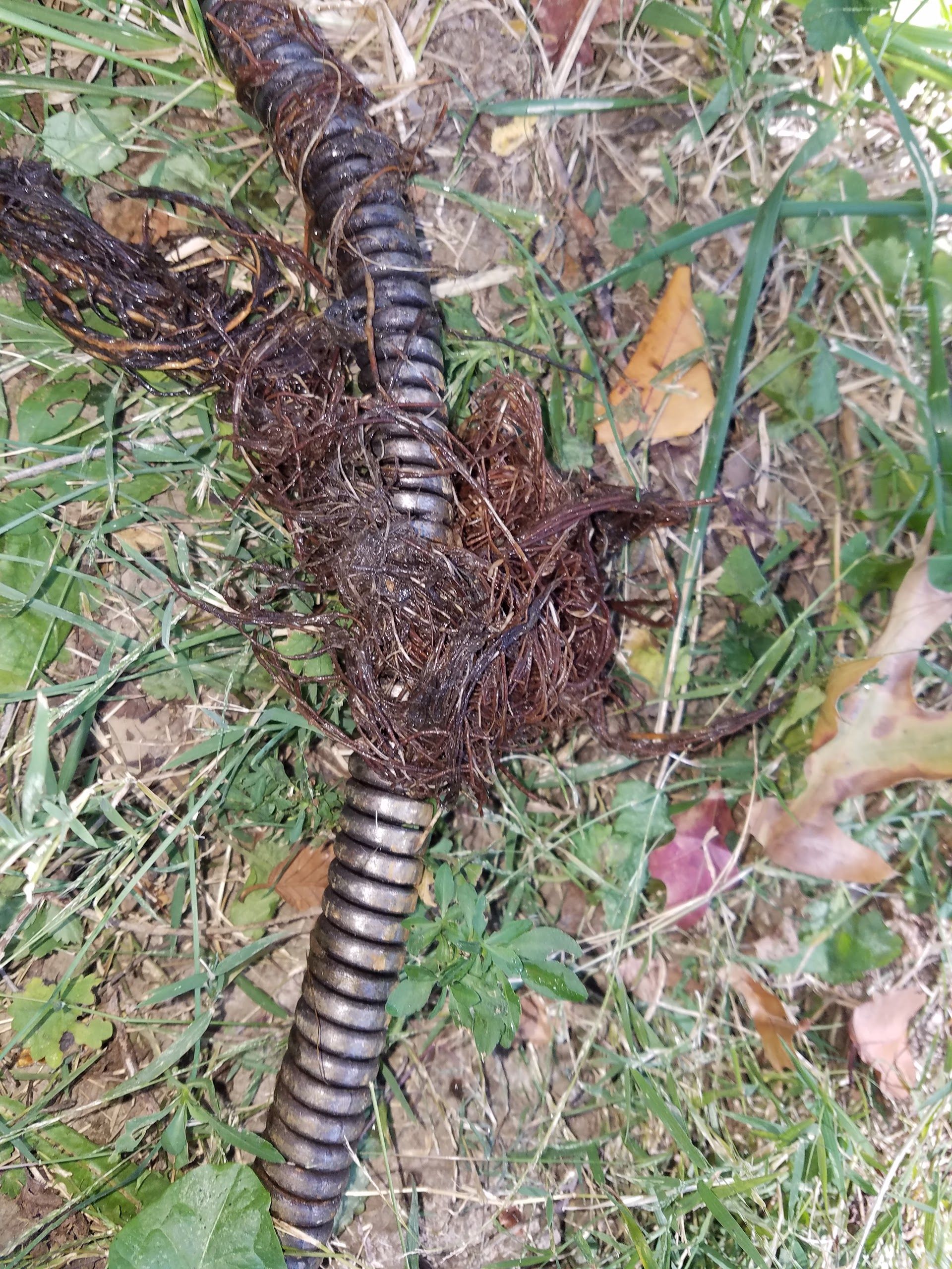 Black corrugated pipe covered in dirt and roots, lying on grass.