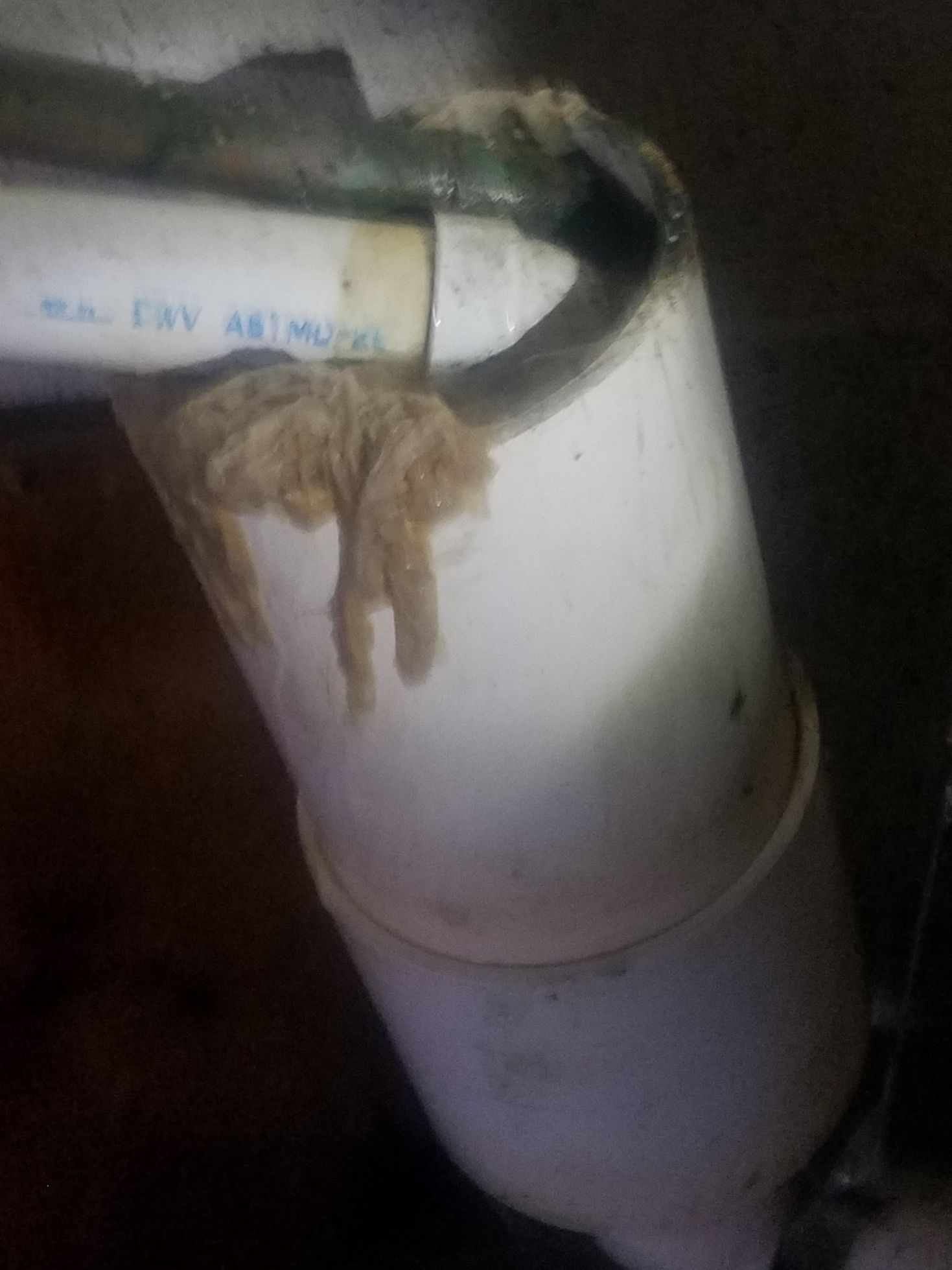Leaking white PVC pipe with brown, fibrous material dripping from the joint.