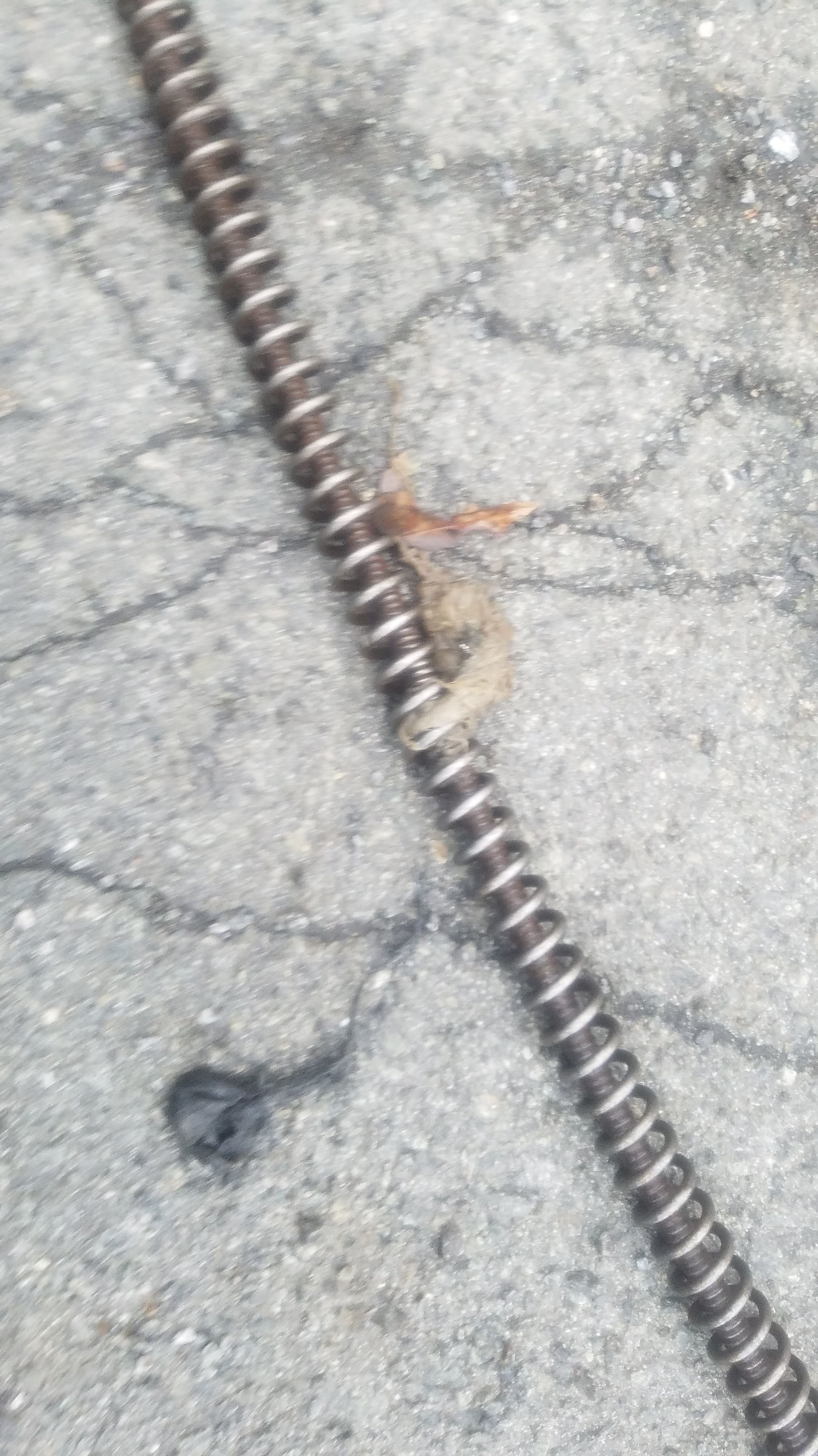 Close-up of a drain snake on concrete, with a small, tan insect clinging to it.