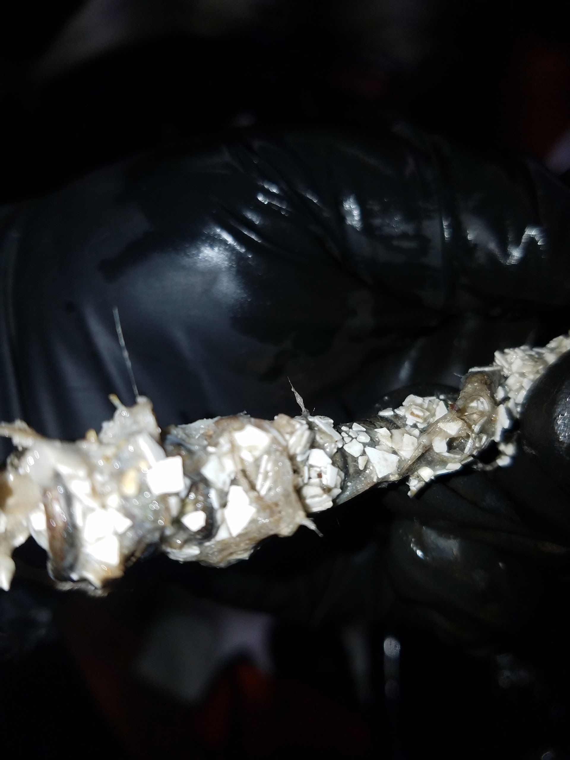 Gloved hand holding a partially decomposed, bone-like object covered in small, white fragments.
