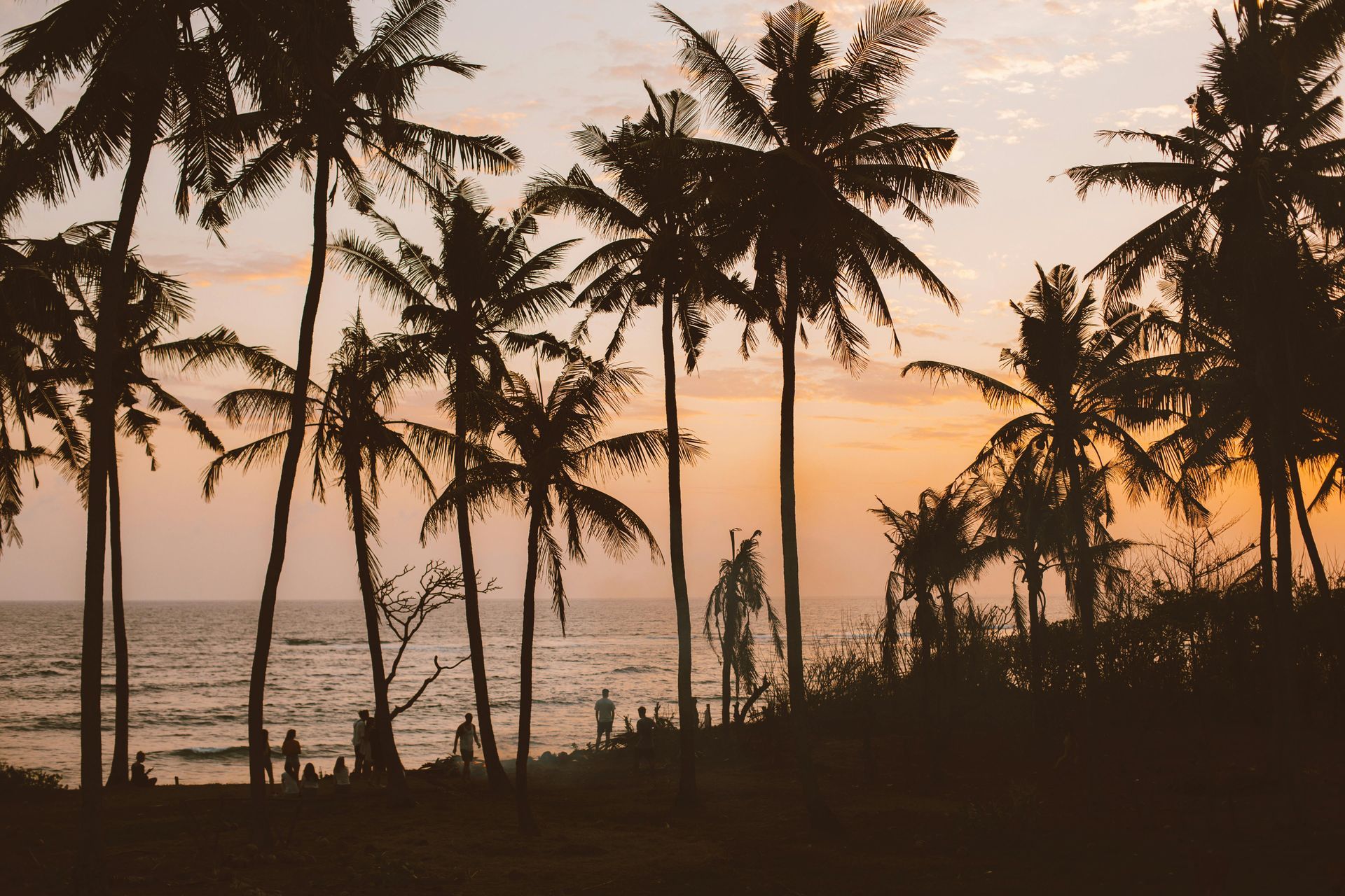 A group of palm trees are silhouetted against a sunset over the ocean.
