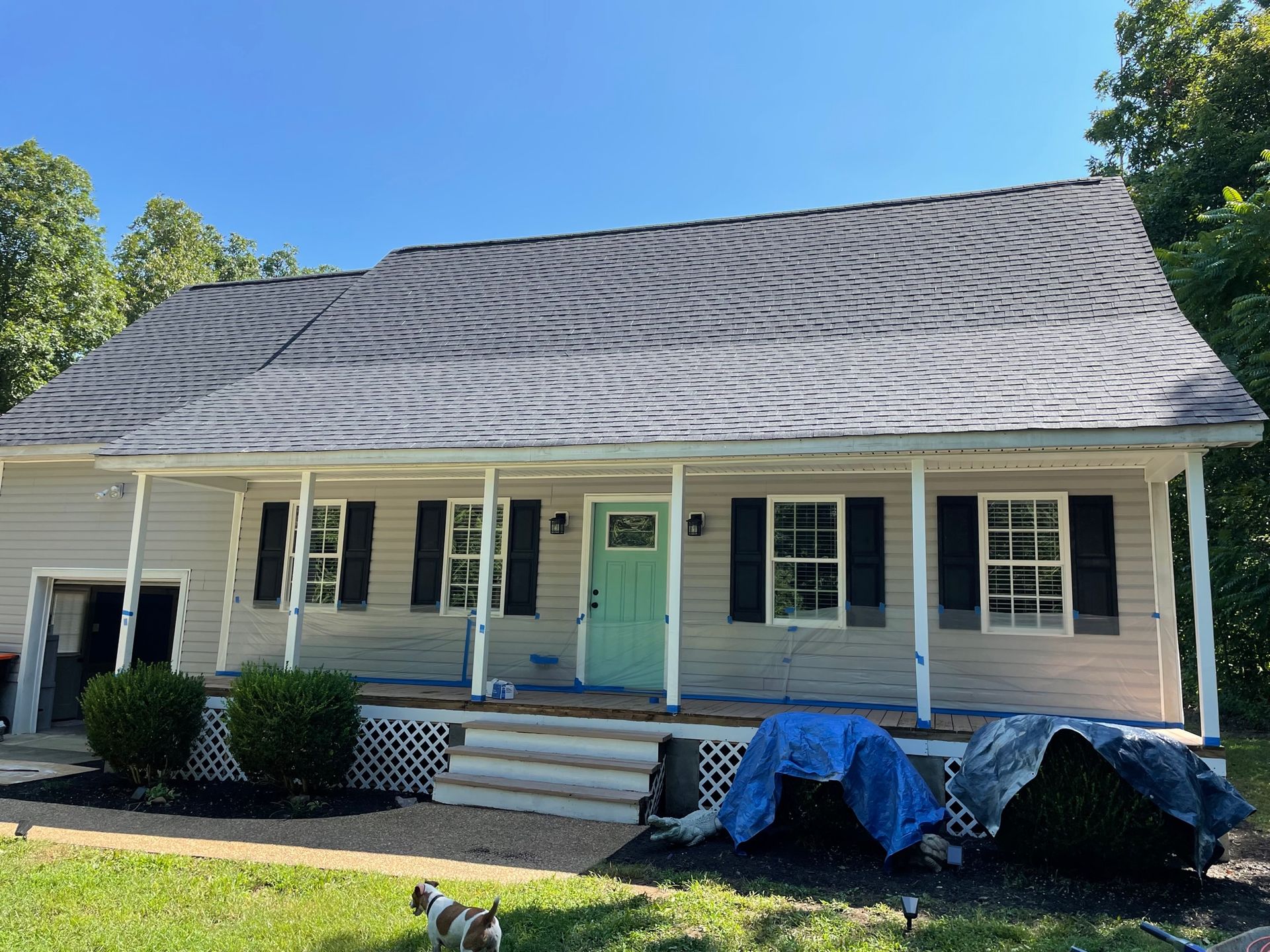 A dog is standing in front of a house with a blue door and black shutters.