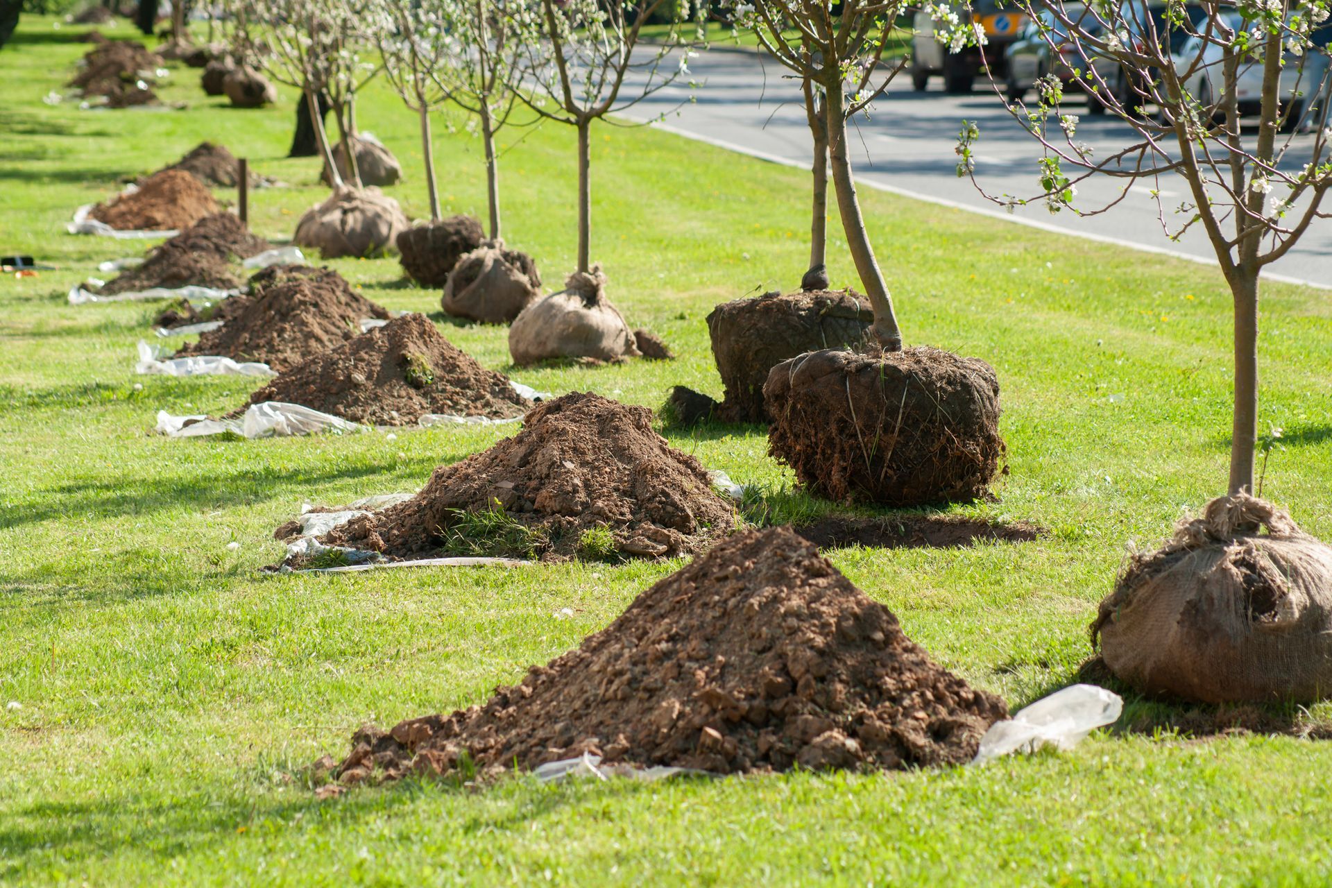 Tree Preservation — Gainesville, FL — Gator Tree Service, Inc.