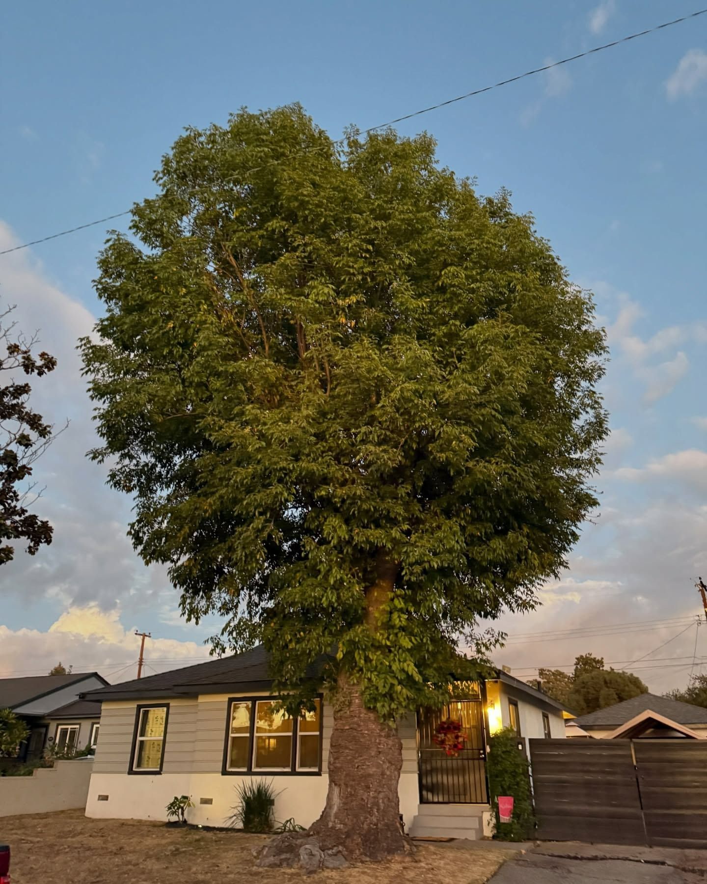 A large tree grows in front of and above a small house. The house is light gray with dark trim, set under a blue sky.