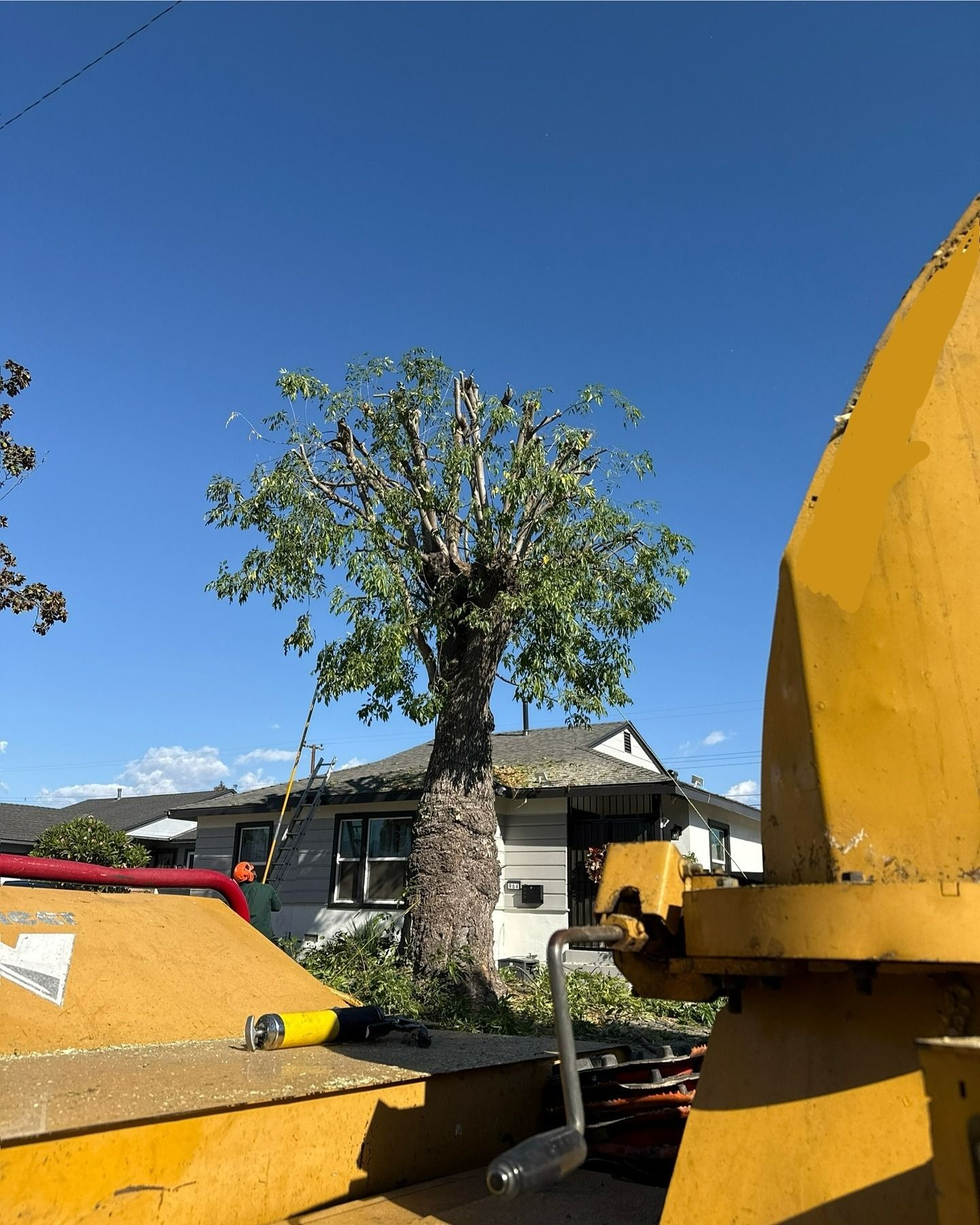 A tree being trimmed, with a yellow wood chipper in the foreground. Clear blue sky and a house visible in the background.