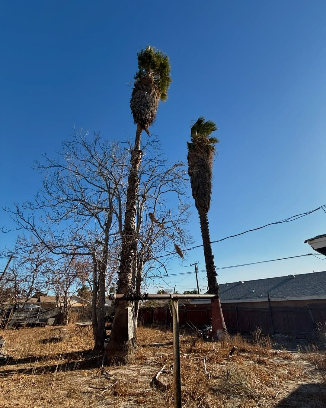 Two tall palm trees and a leafless tree stand in a yard under a clear blue sky, near a fence and a metal frame.