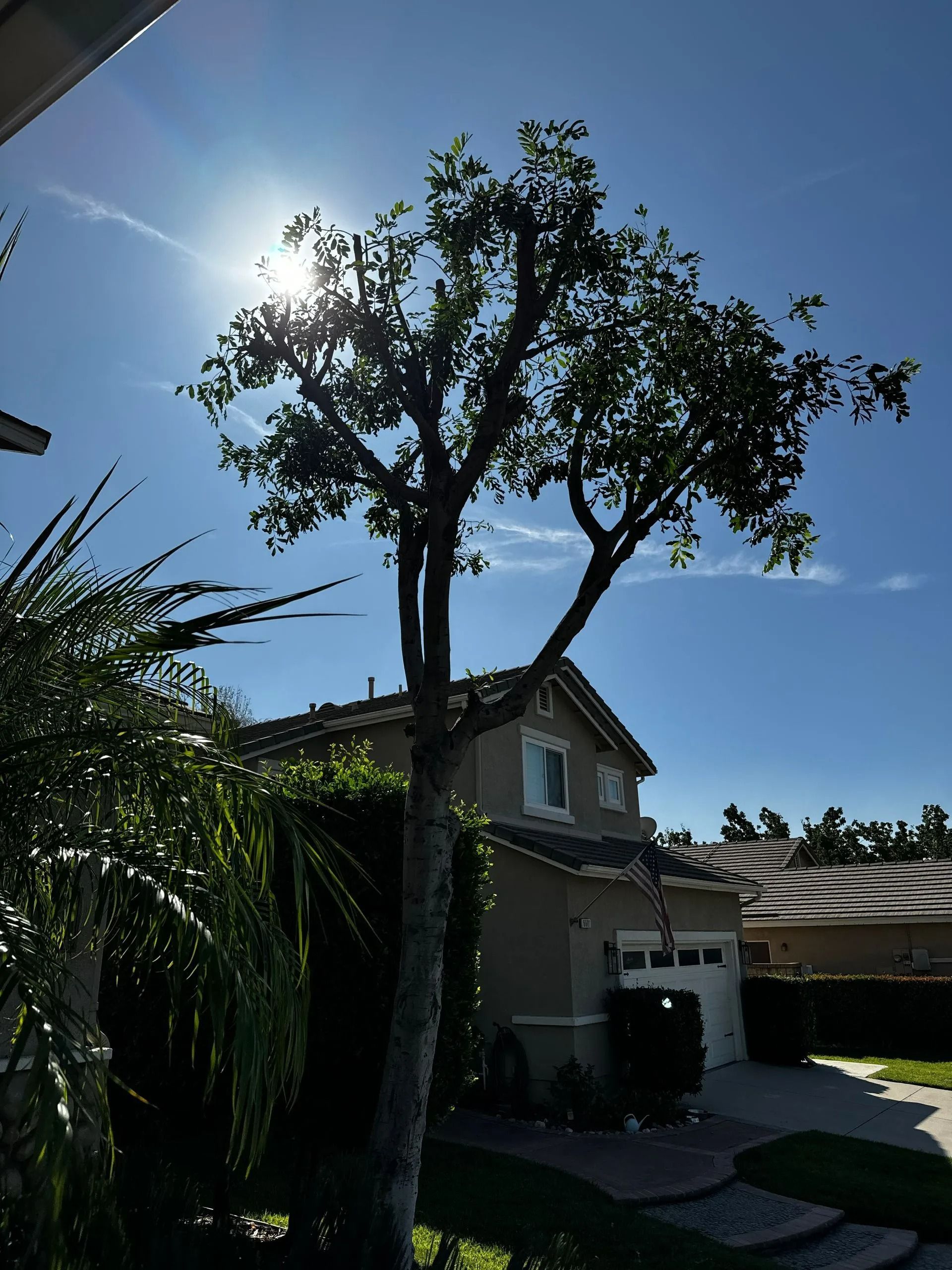 A tree silhouetted against the sun in front of a two-story house with a blue sky background.