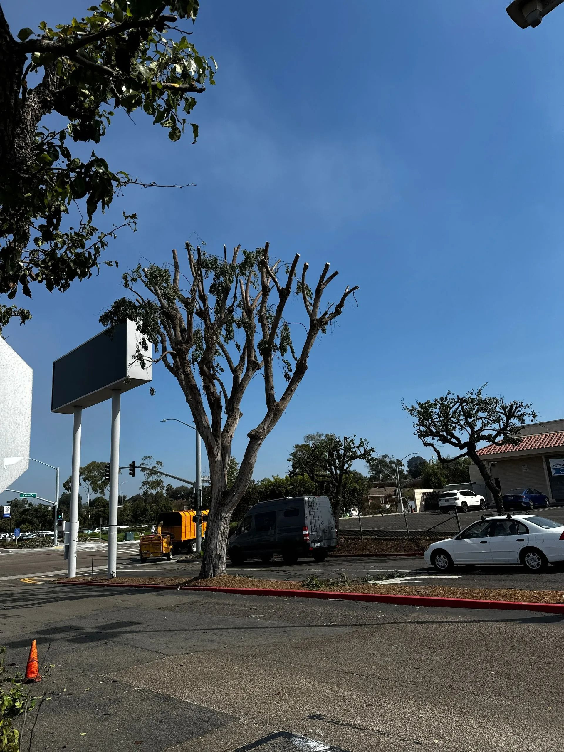 Tree pruned with visible branches, parked cars, and a digital sign against a clear blue sky.
