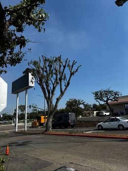 A street scene with a tree that has been heavily pruned. A sign, parked cars, and a building are in view under a blue sky.