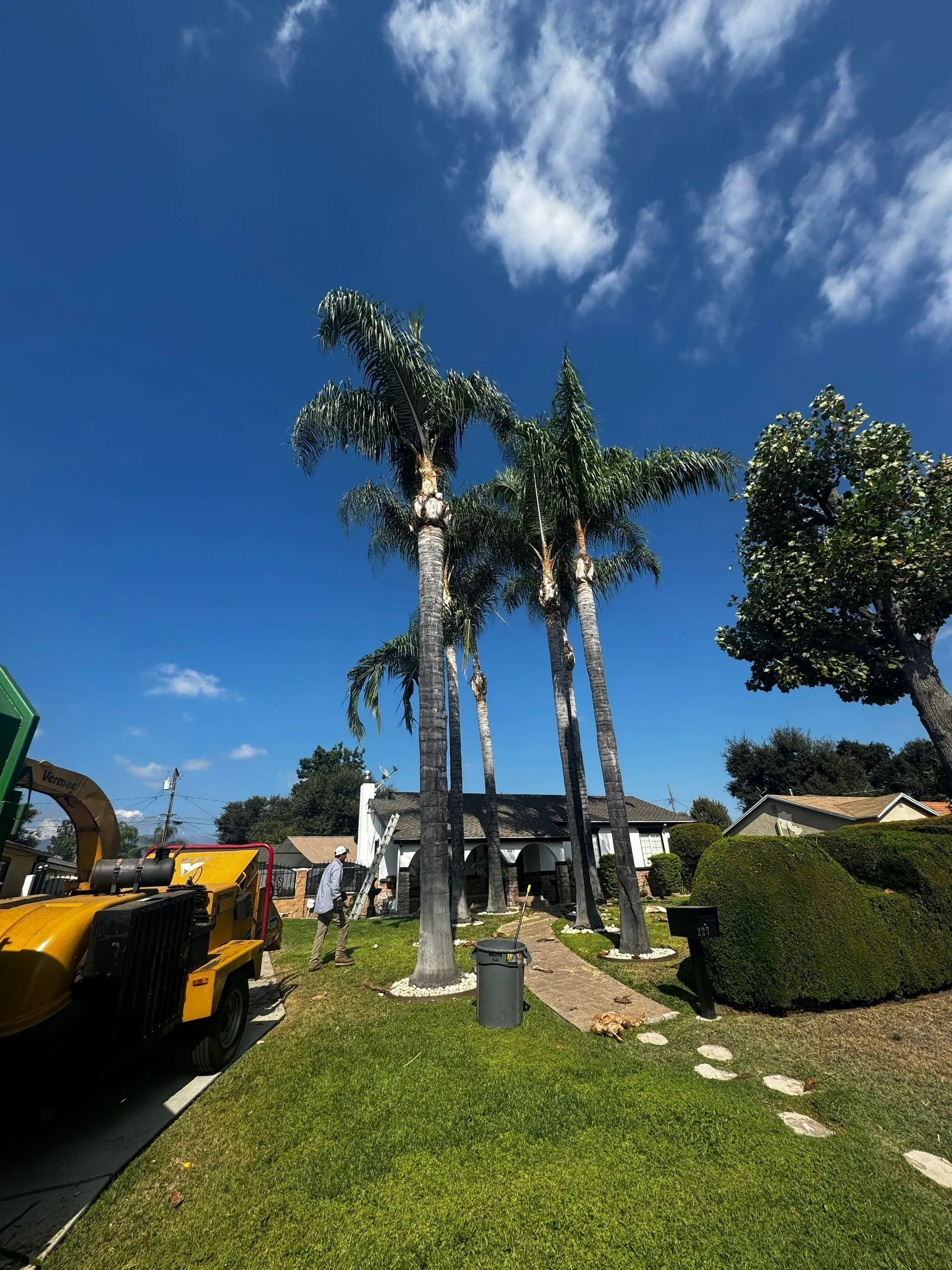 Palm trees being trimmed in front of a house on a sunny day. Yellow truck and worker are visible.