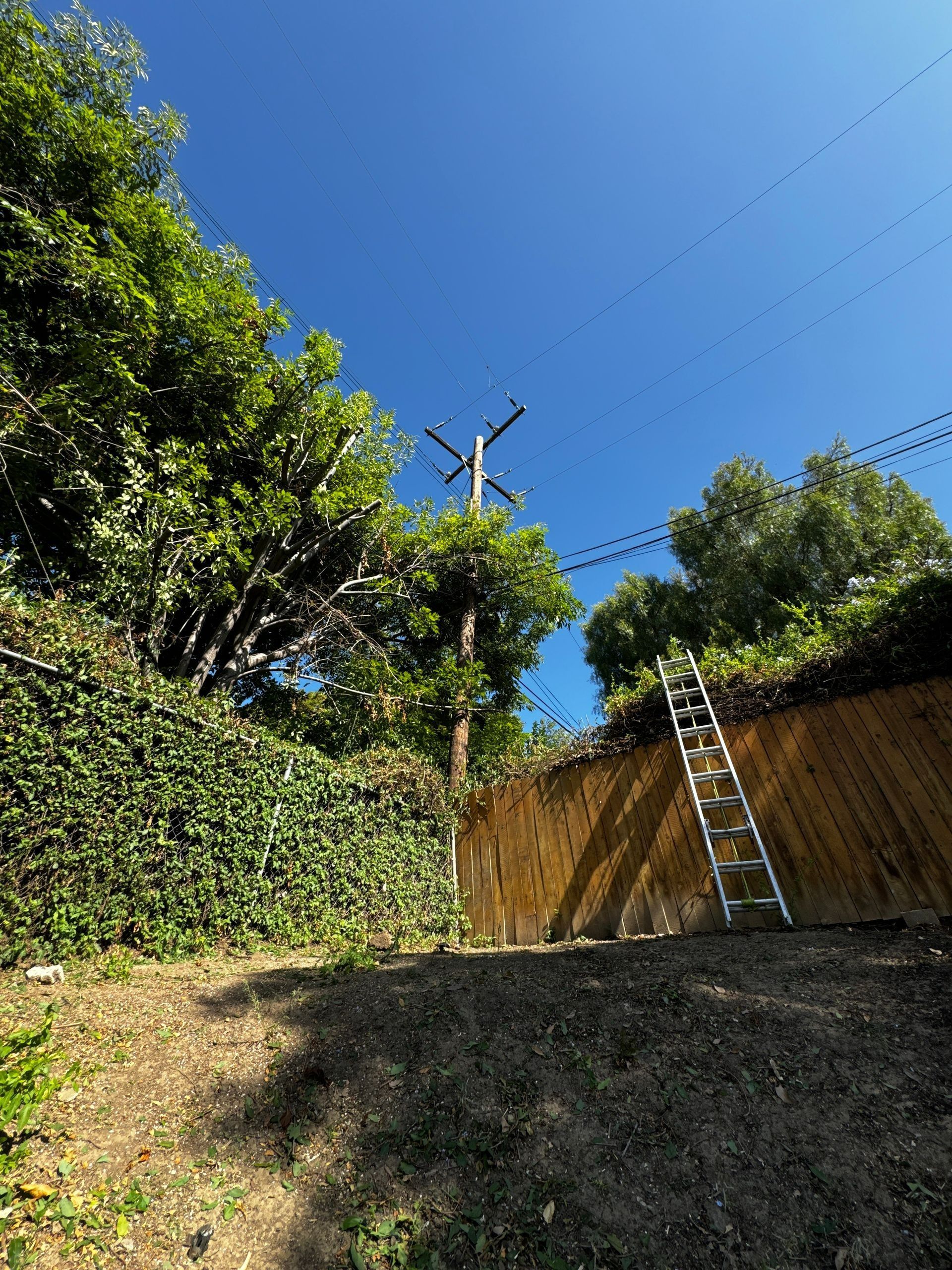 A ladder leans against a wooden fence in front of a blue sky. Trees and vines surround the fence.