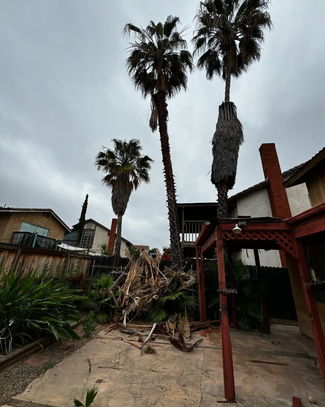 Backyard scene with three tall palm trees against a cloudy sky, debris on the ground near a patio structure.