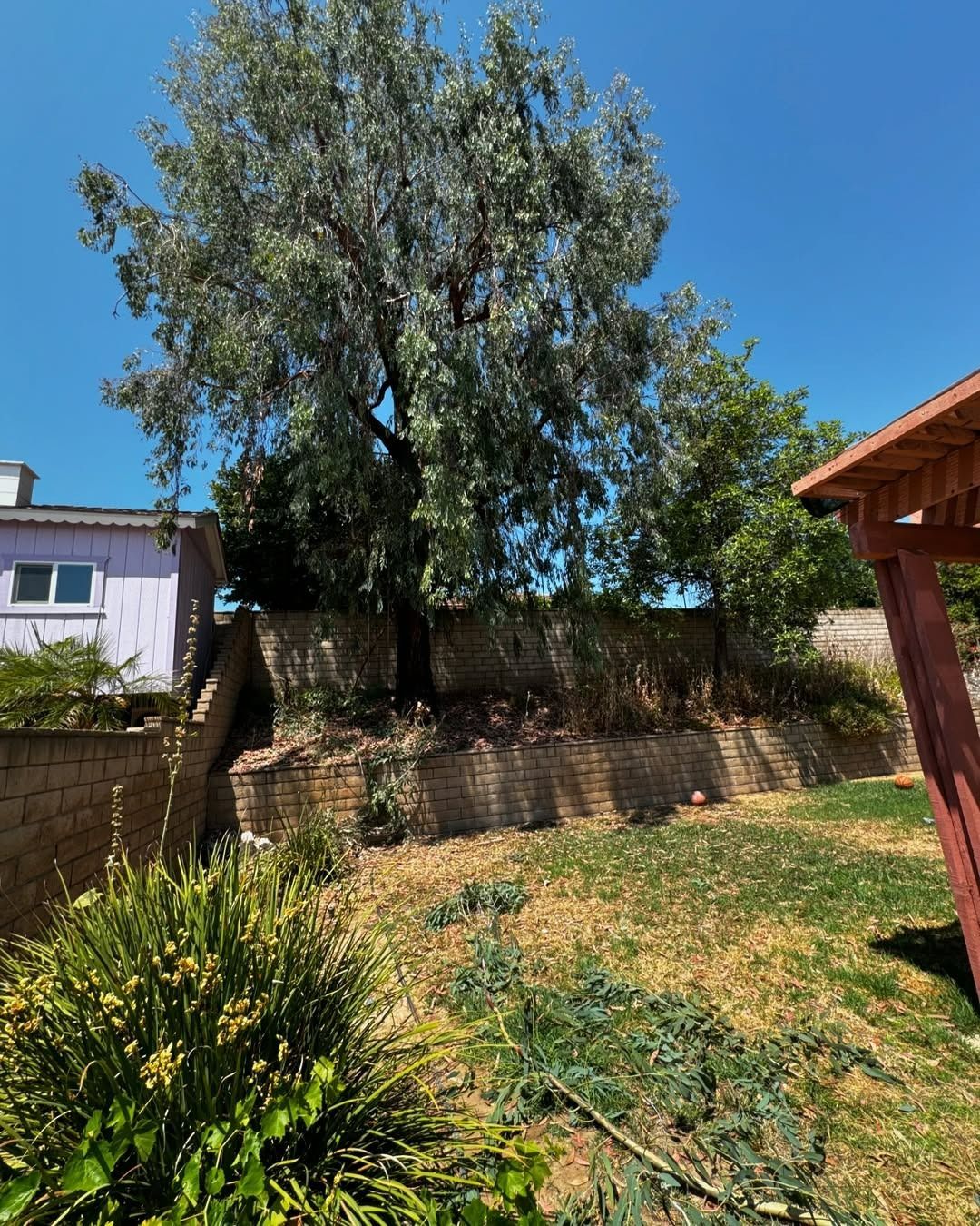 Backyard with a large tree, brick wall, and a partially visible purple building under a bright blue sky. Overgrown, dry grass in the foreground.