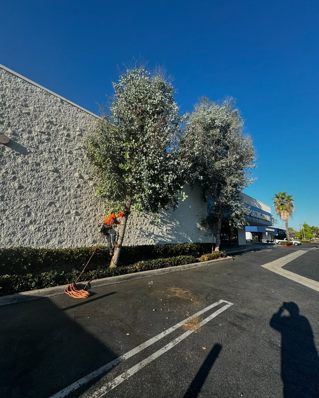 A person trimming trees next to a textured white building on a sunny day. The ground is asphalt with parking lines.