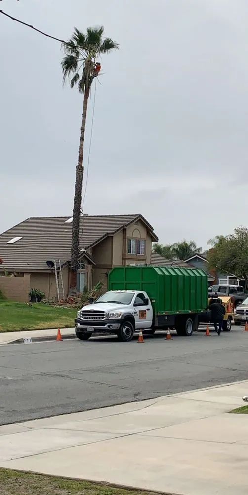 A tall palm tree being trimmed in front of a house, with a green-container truck parked on the street. Orange cones and utility lines are present.
