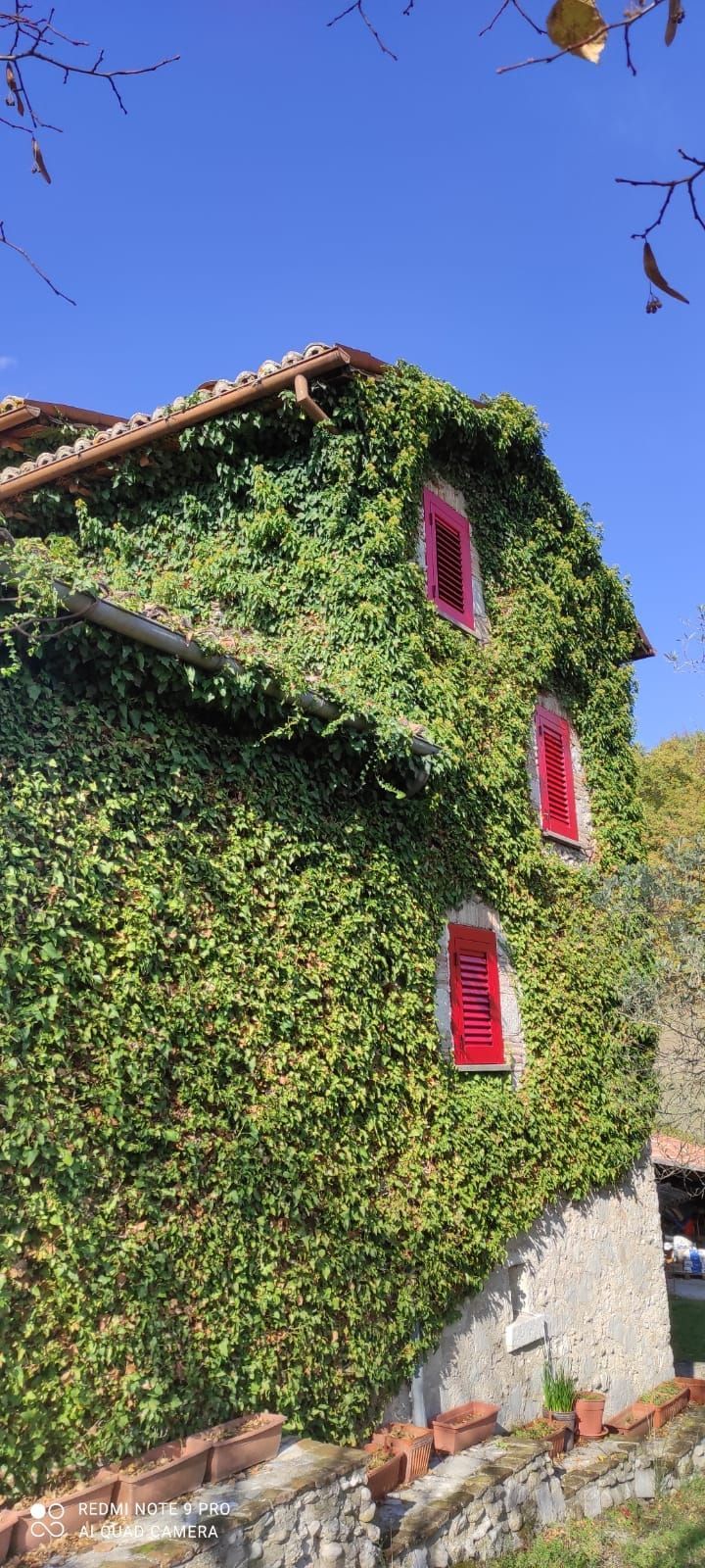Una casa in pietra ricoperta da una fitta edera verde con tre finestre ad arco rosse sotto un cielo azzurro e limpido.
