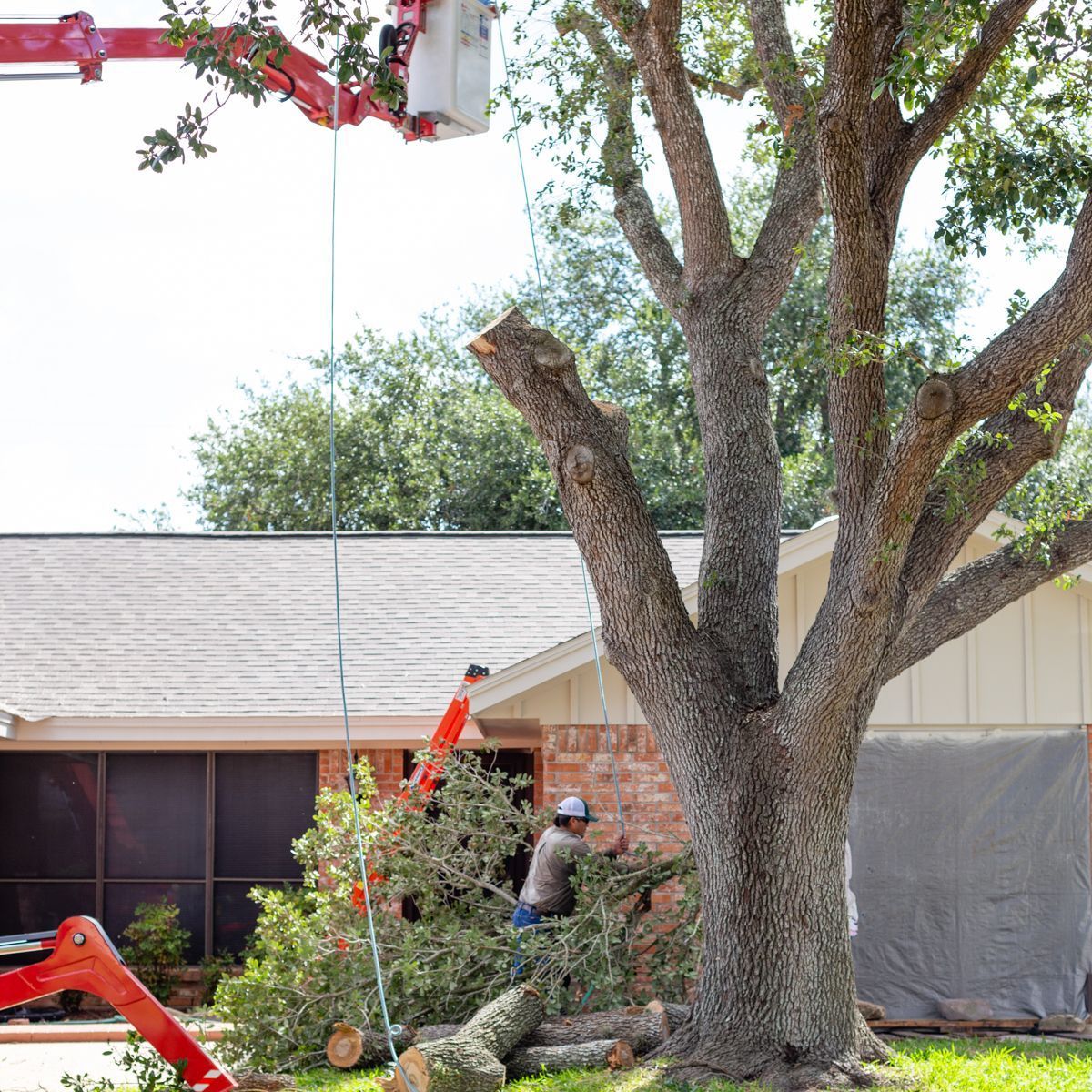 Man Tying Cut Off Tree — Victoria, TX — Call Albert Landscaping
