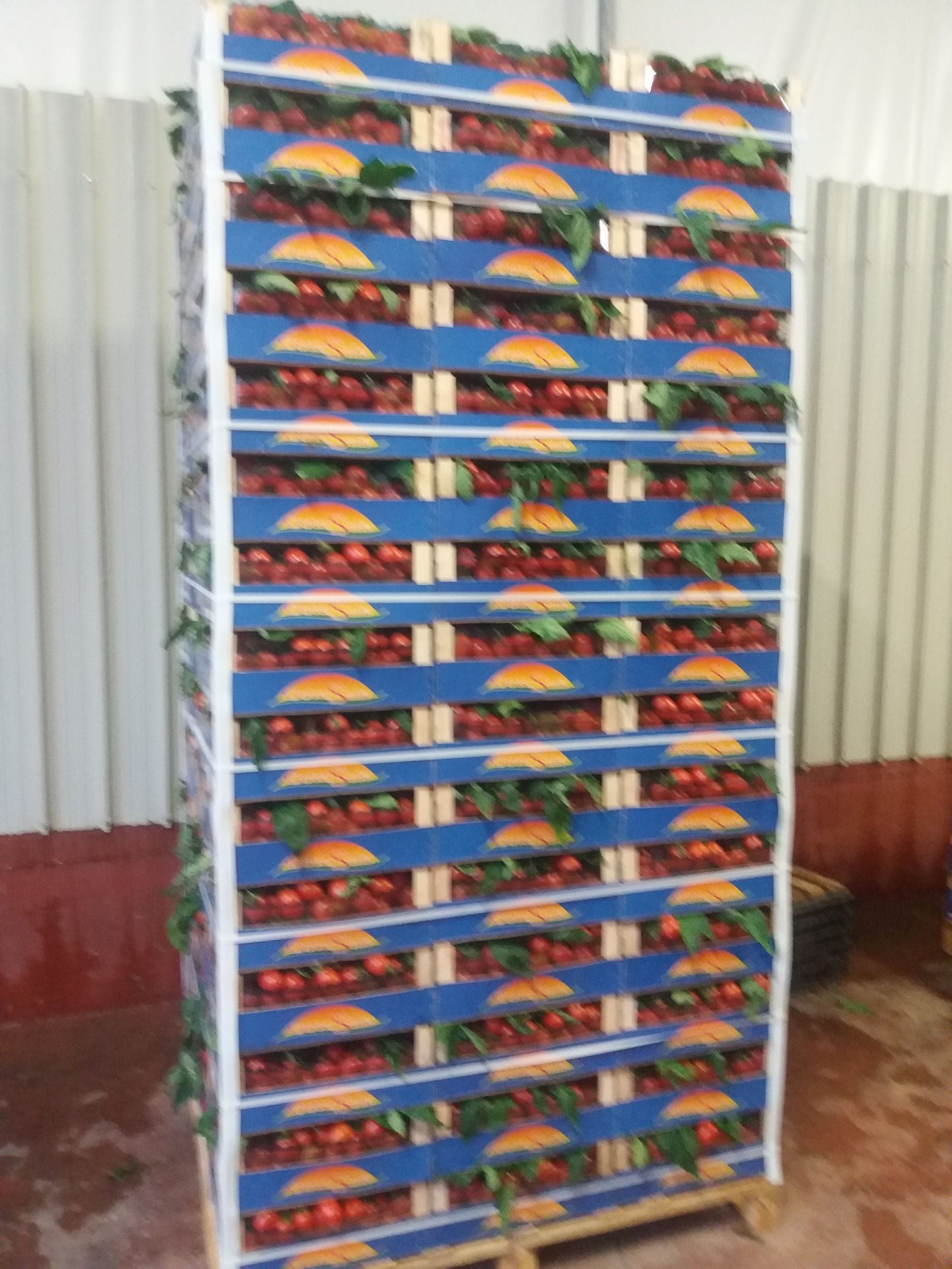 cassette di pomodori