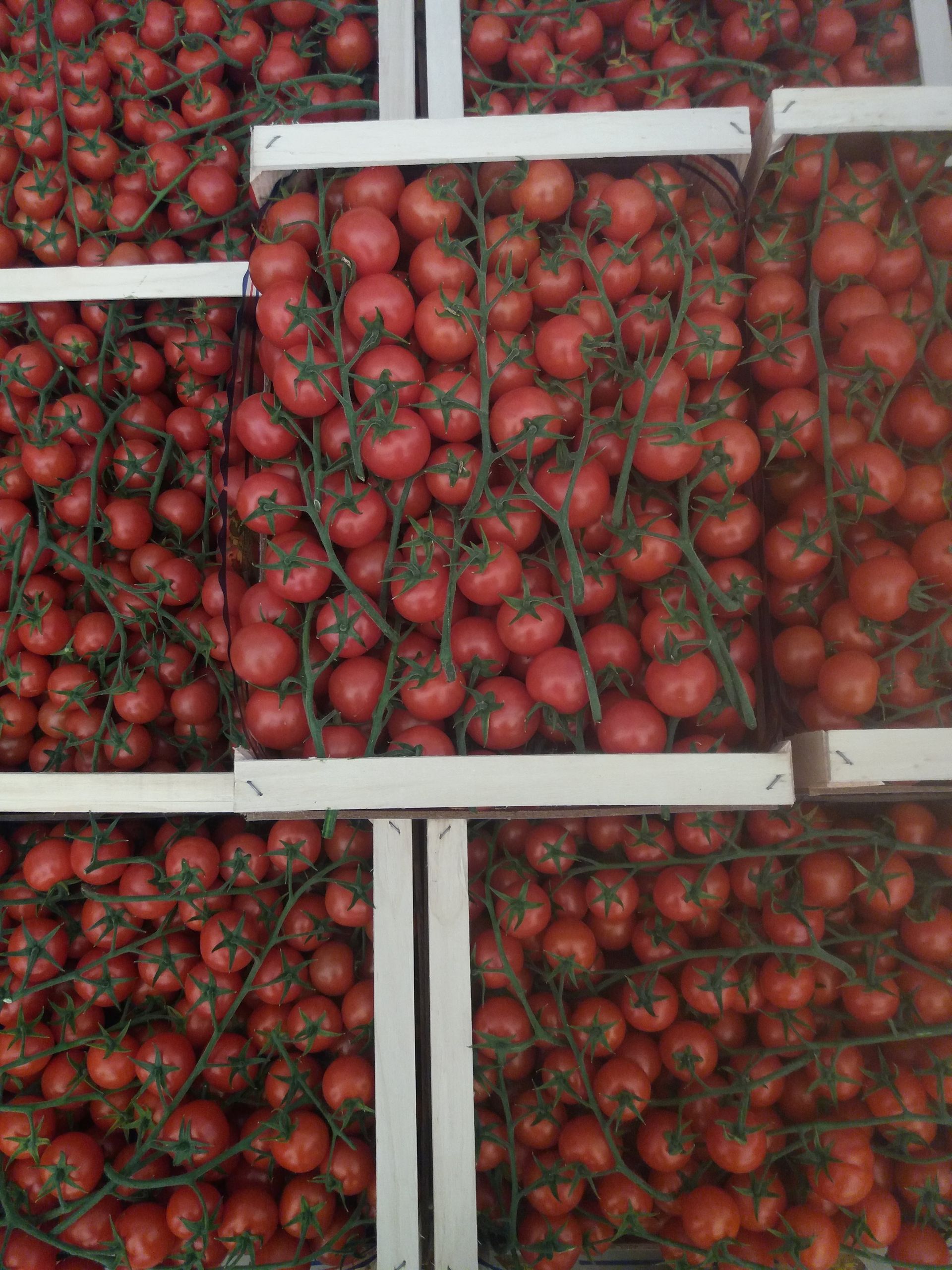 cassette di pomodori