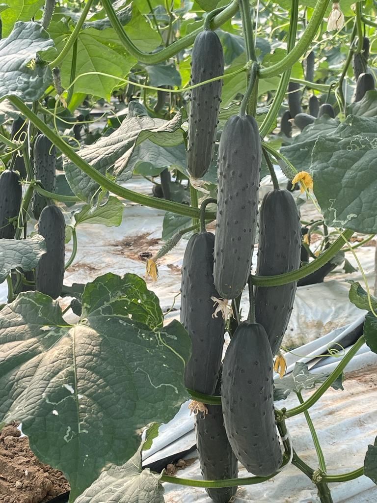 cetrioli sulla pianta