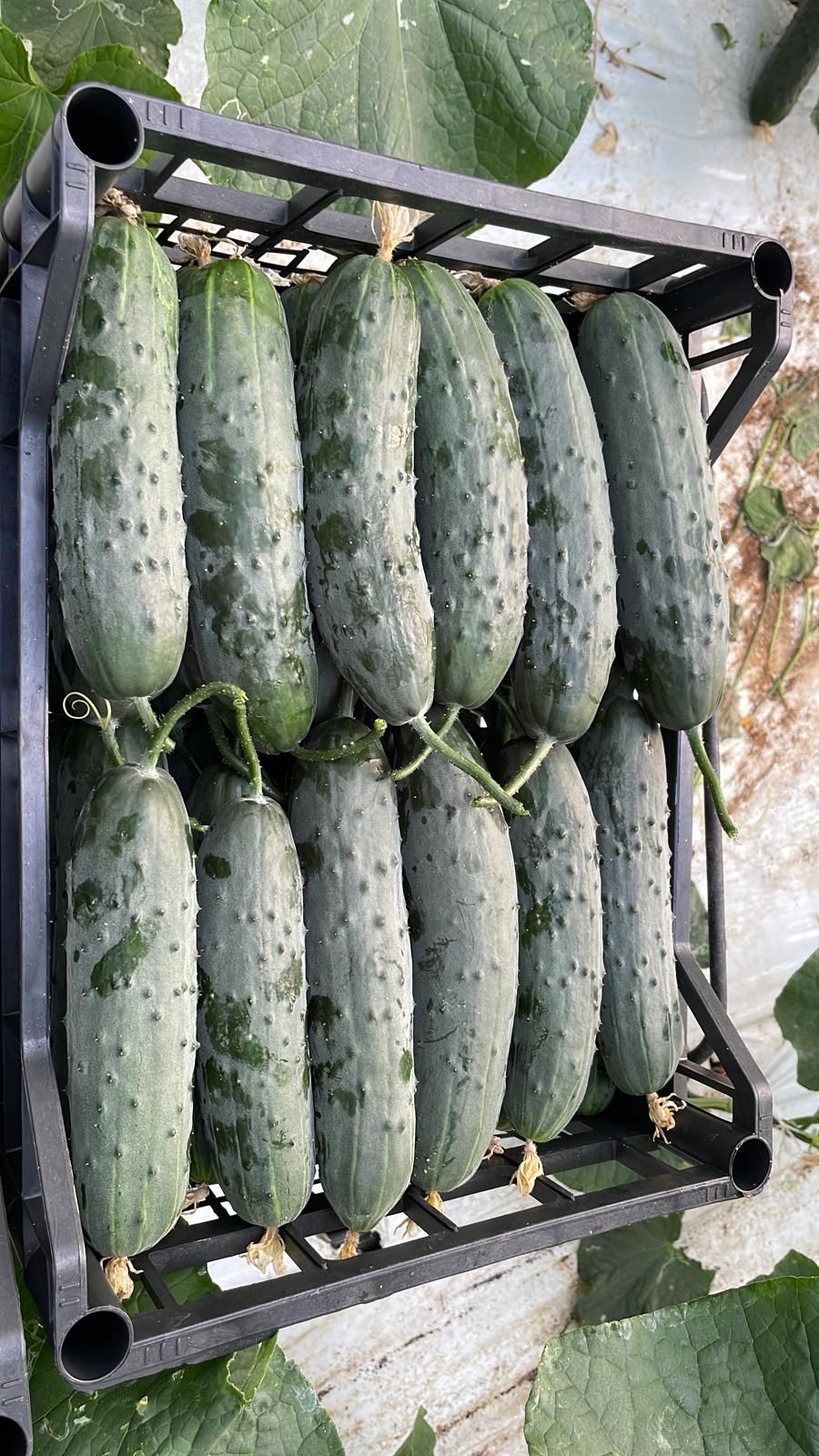 cassetta di cetrioli