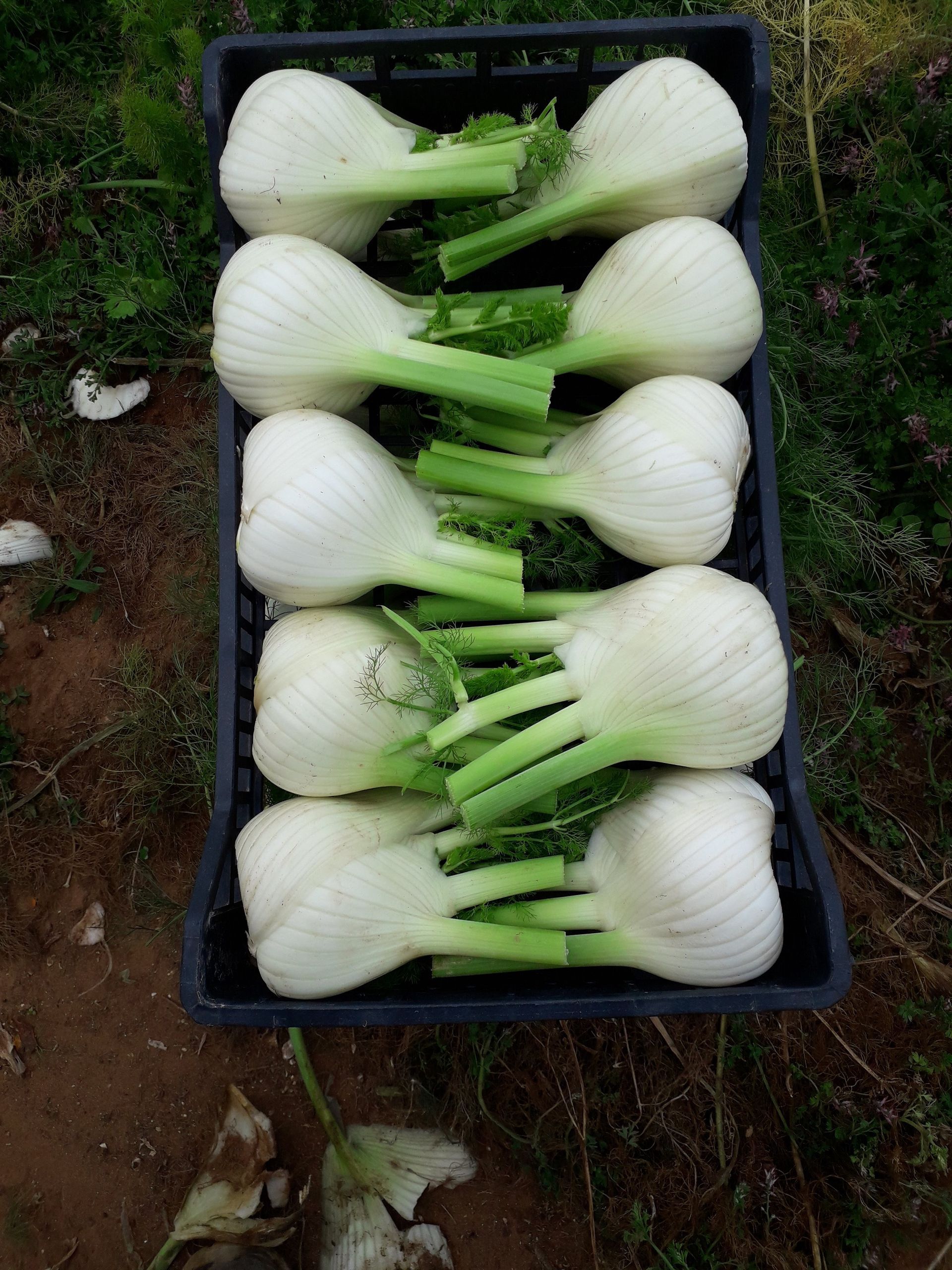 cassetta con finocchi