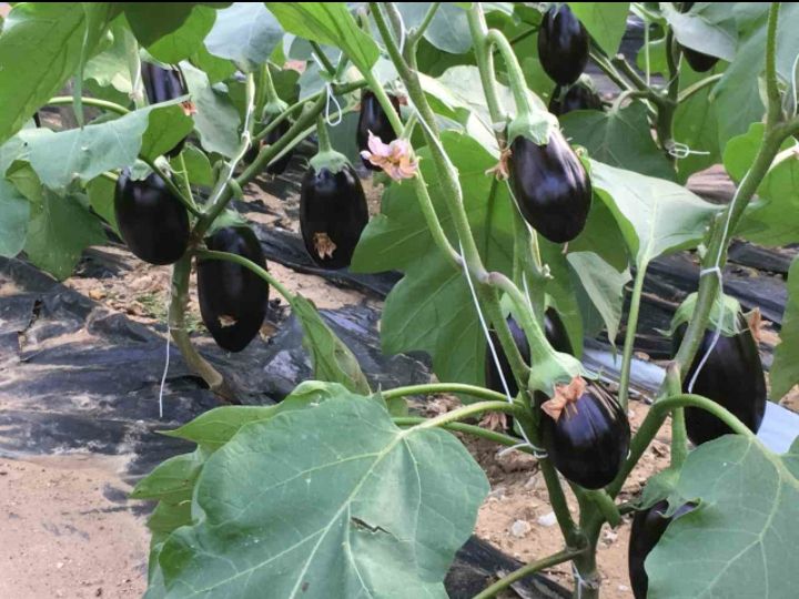 pianta di melanzane tonde