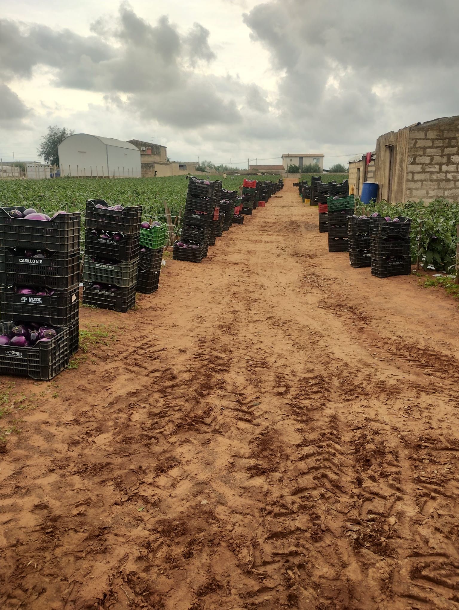 raccolta di melanzane