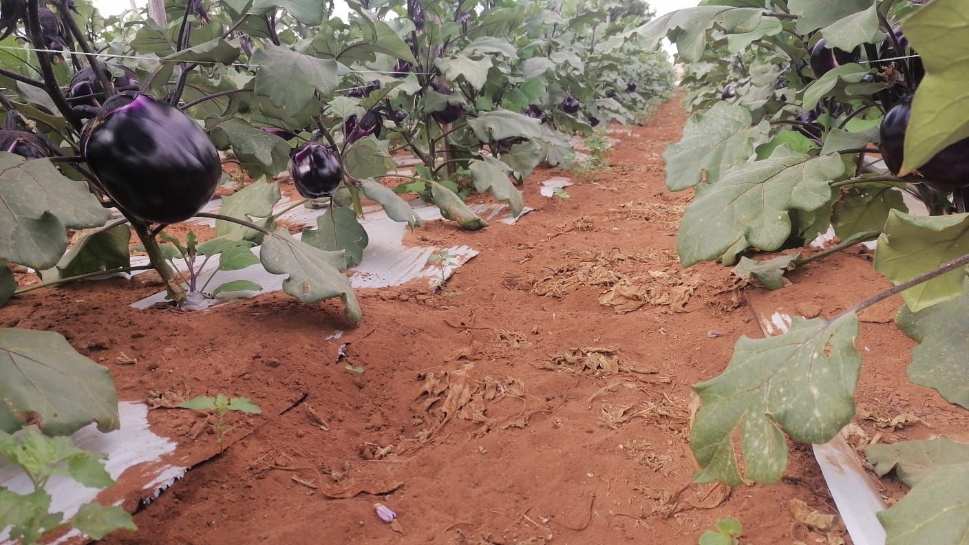 coltivazione melanzane