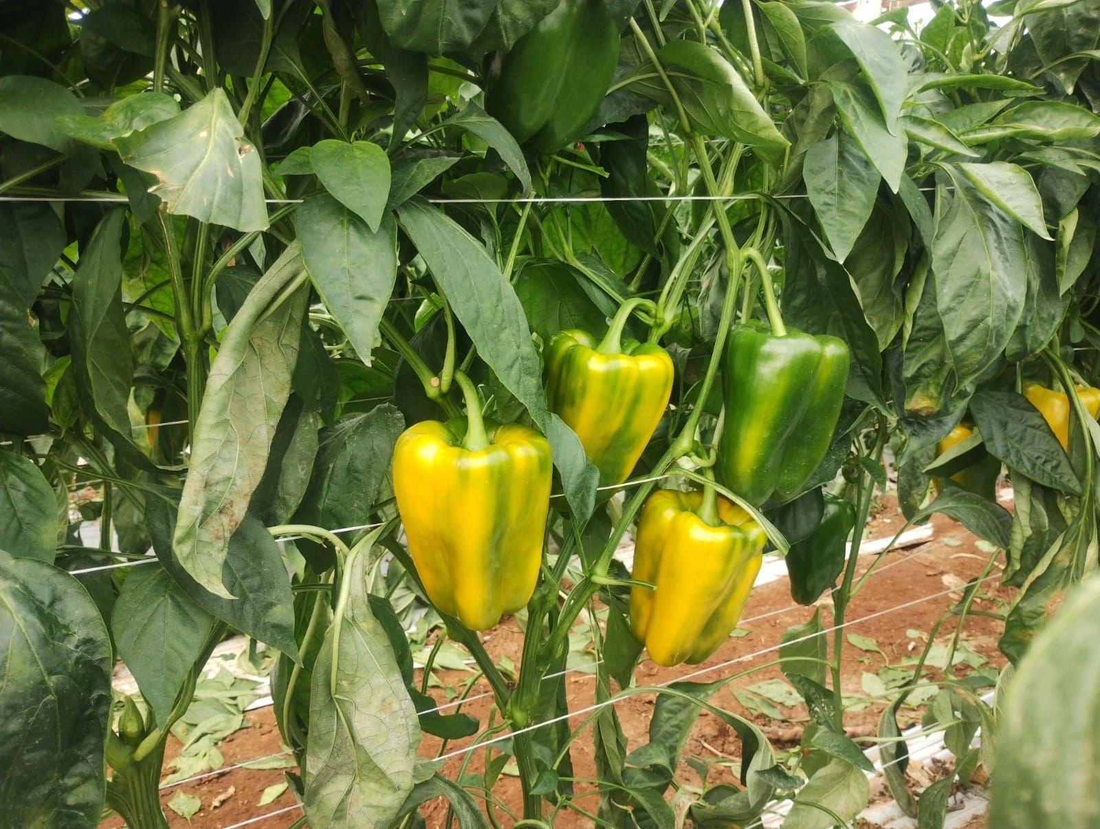 peperoni gialli sulla pianta