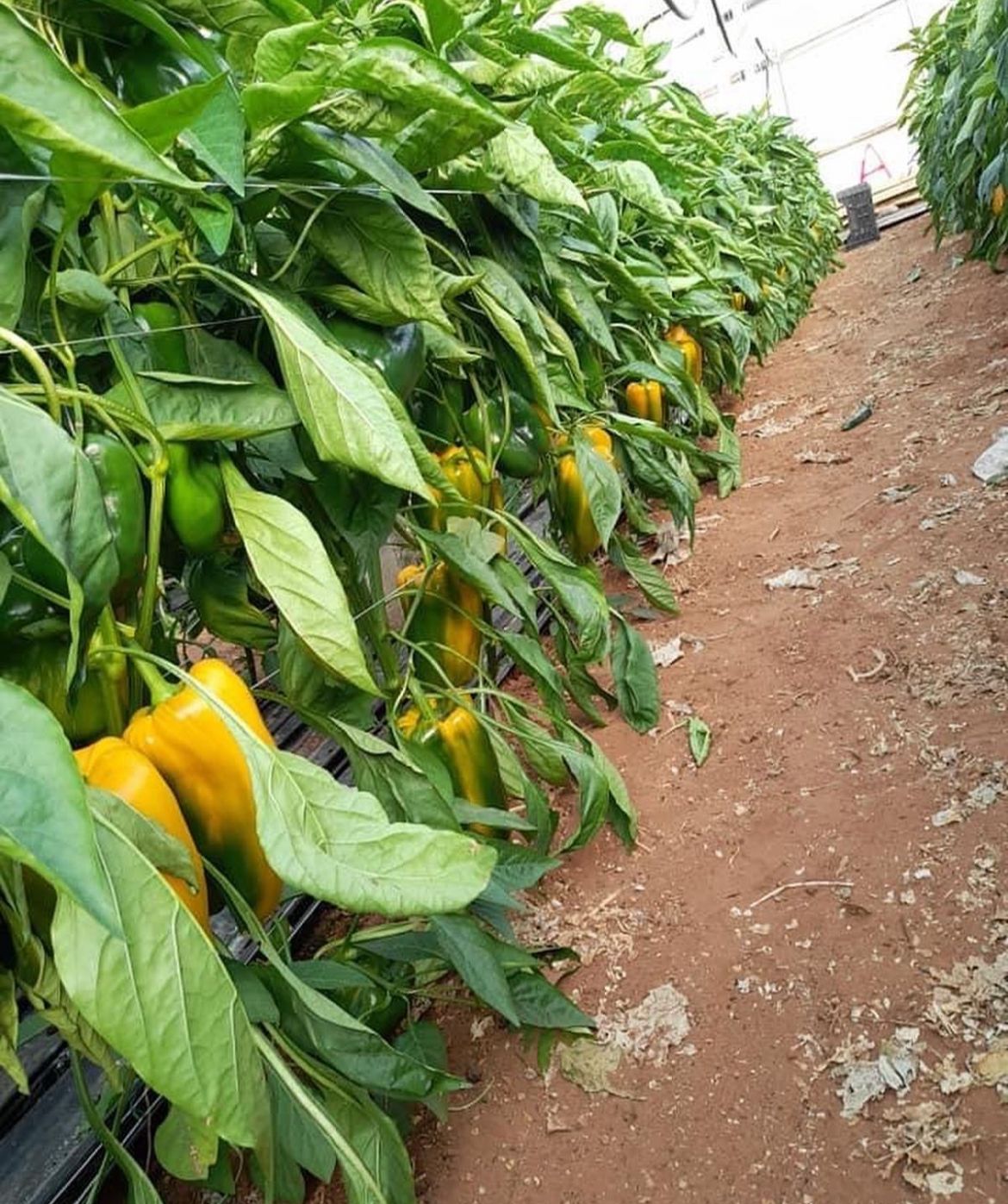 pianta di peperoni gialli