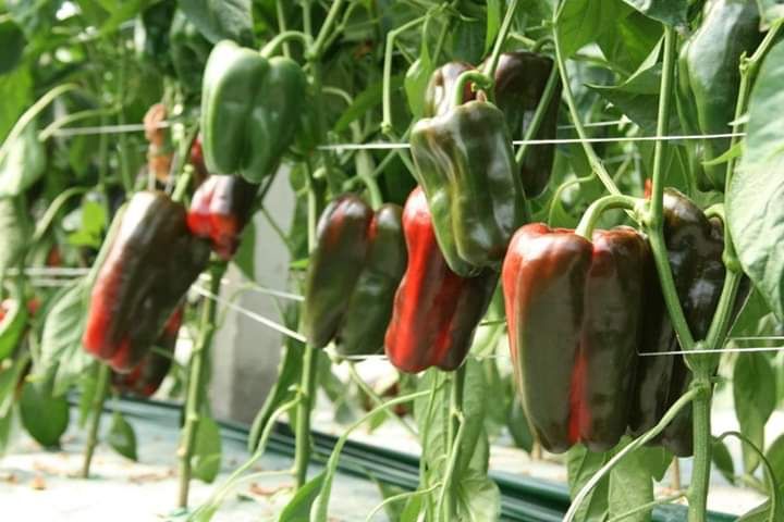 piante di peperone
