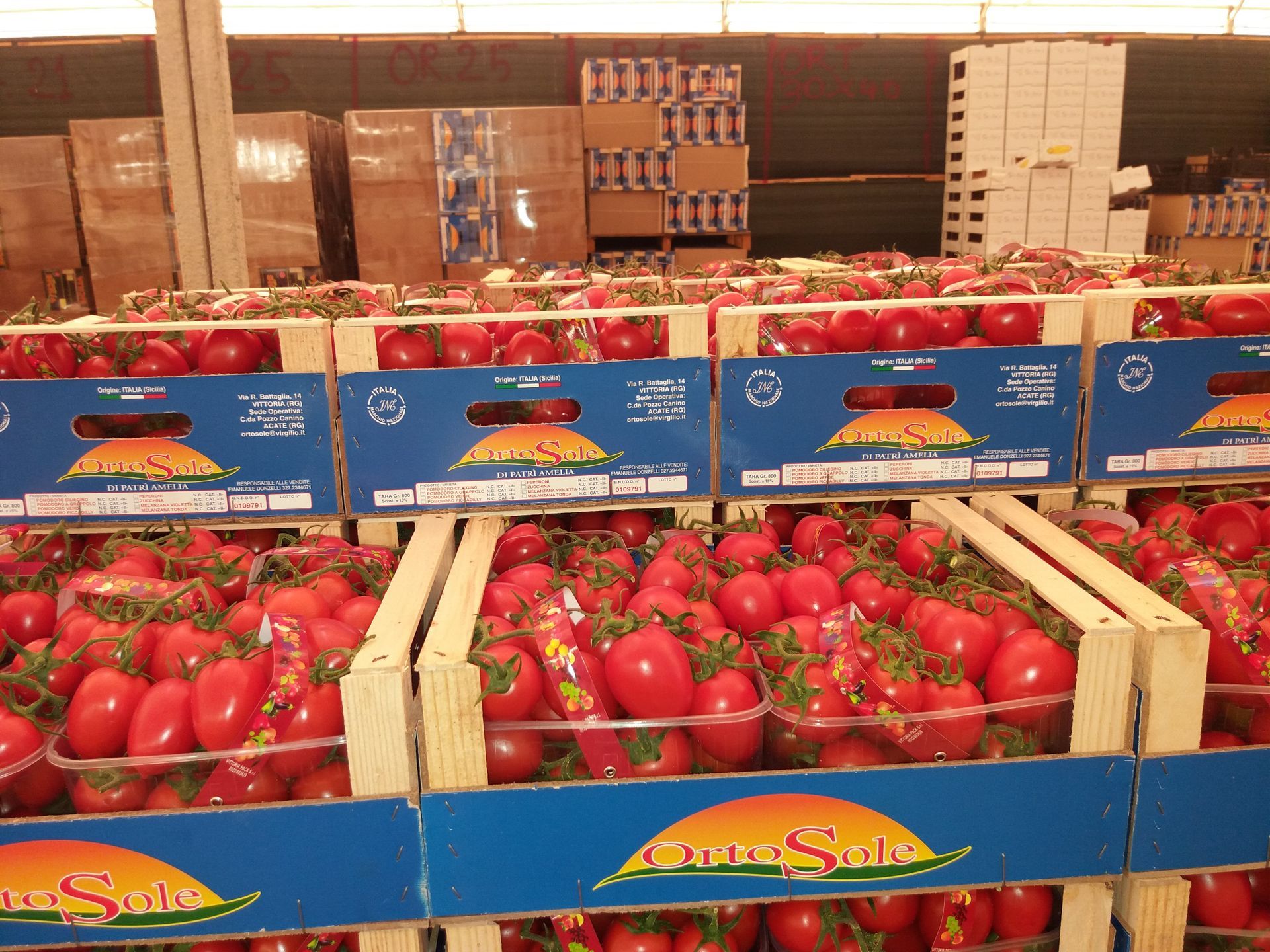 casse di pomodori piccadilly e ciliegino