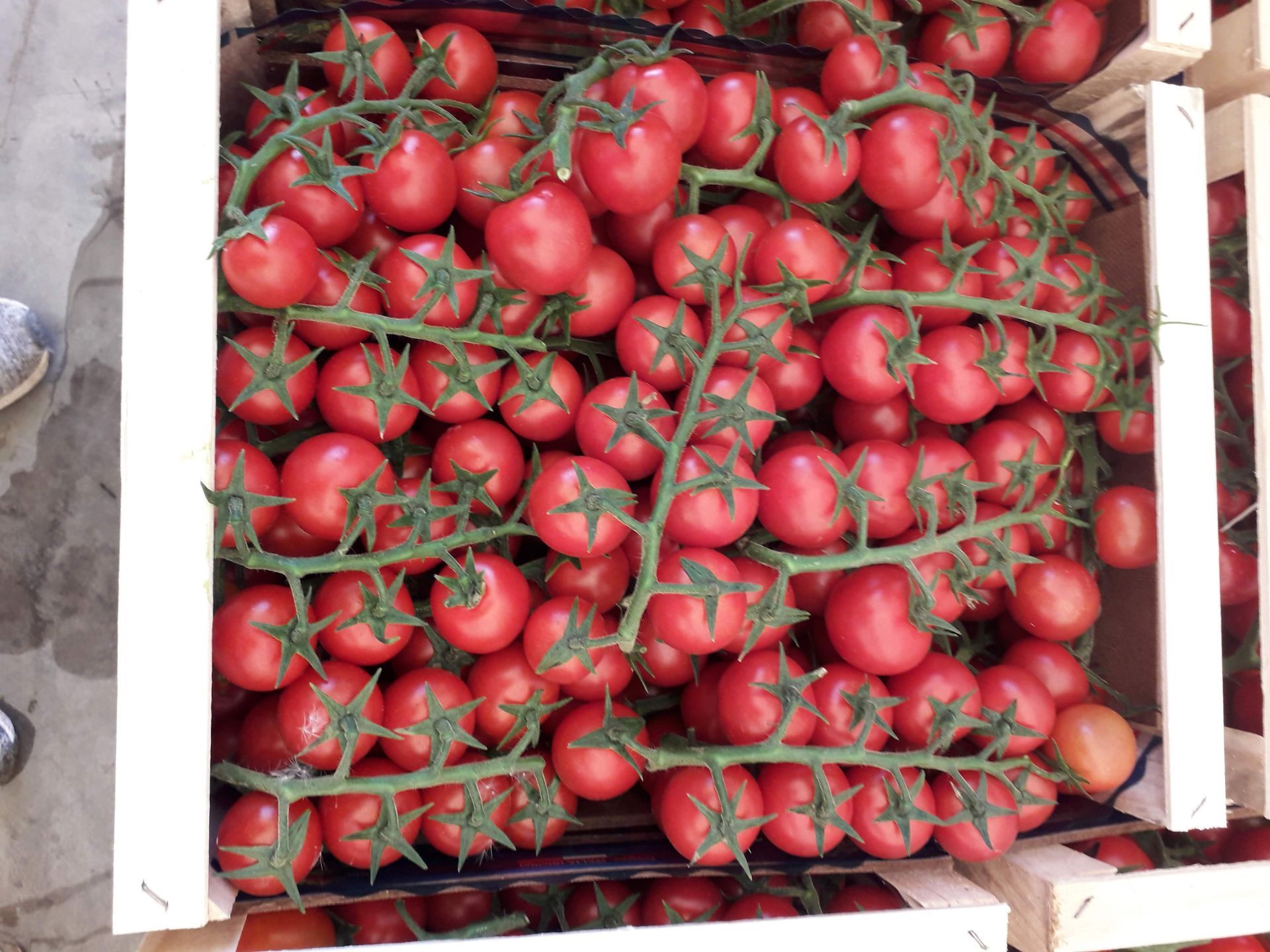 pomodori raccolti in cassette