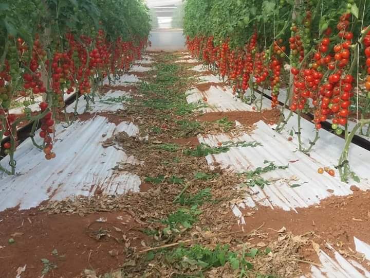 piante di pomodoro ciliegino