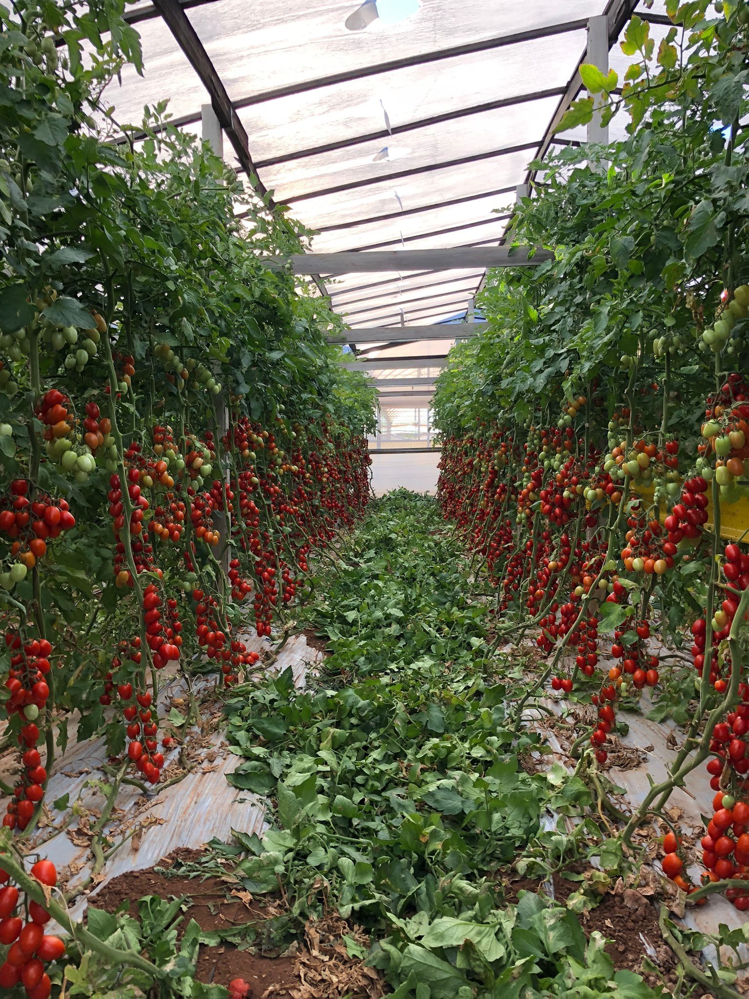 piante di pomodoro piccadilly