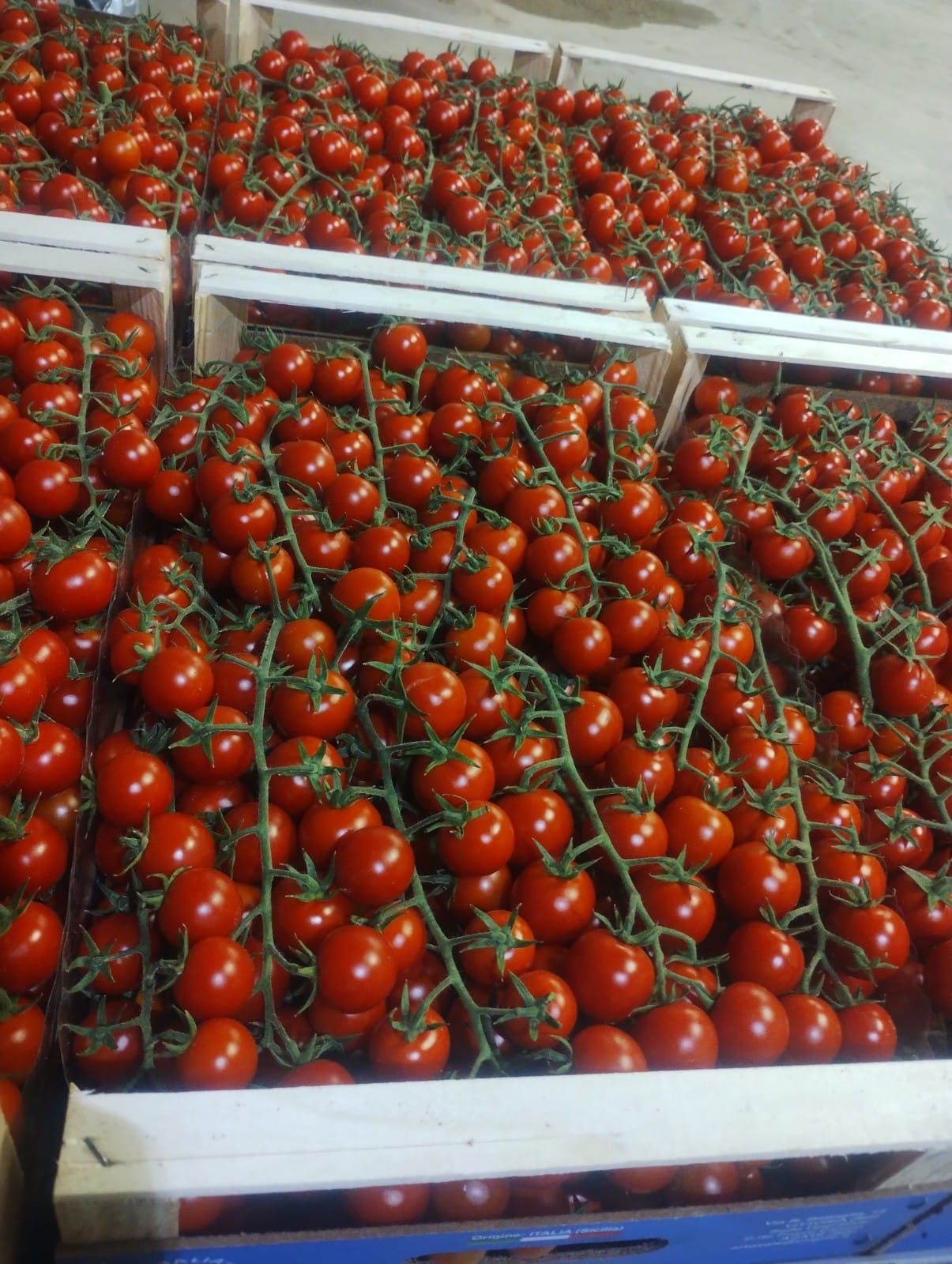 pomodoro ciliegino