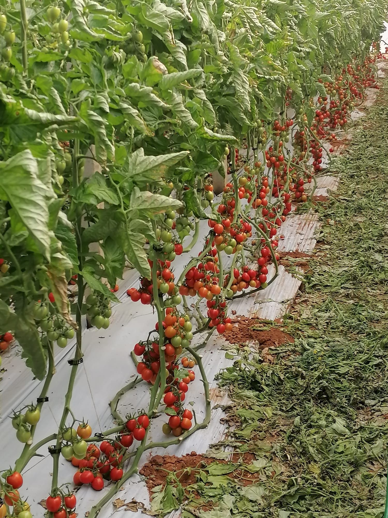 piantine di pomodoro