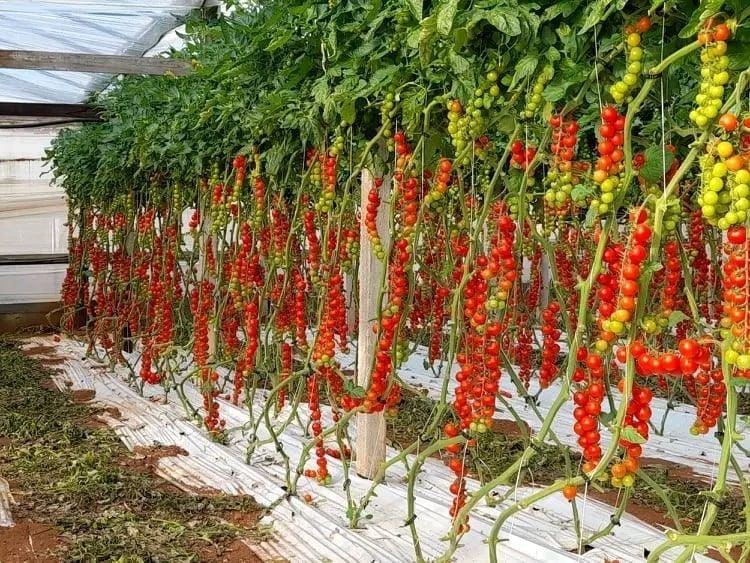 pianta di pomodori ciliegino