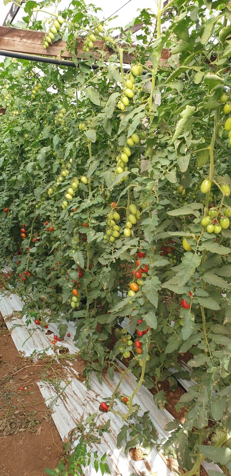 orto con piante di pomodoro piccadilly