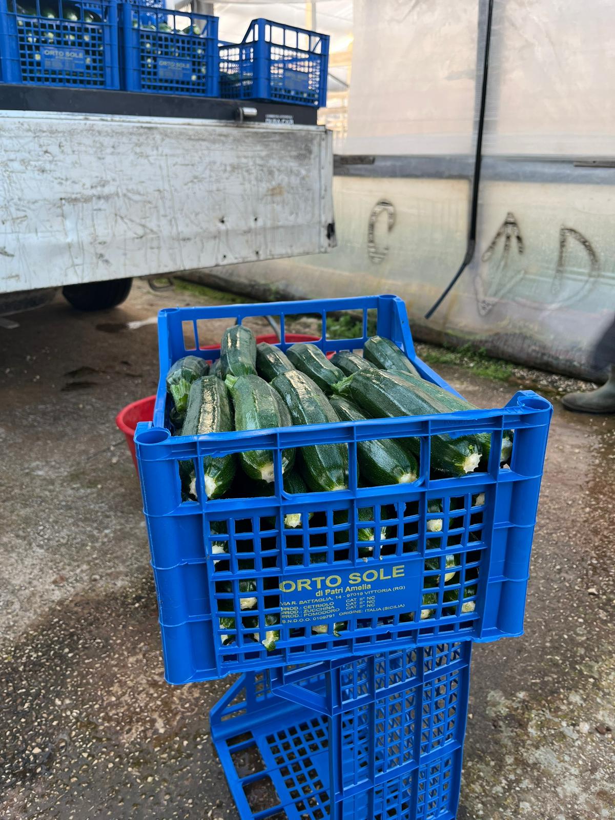 cassette di zucchine