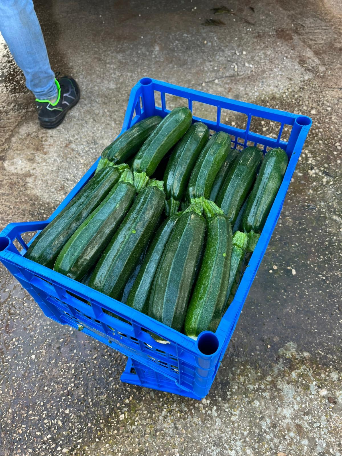cassa di zucchine