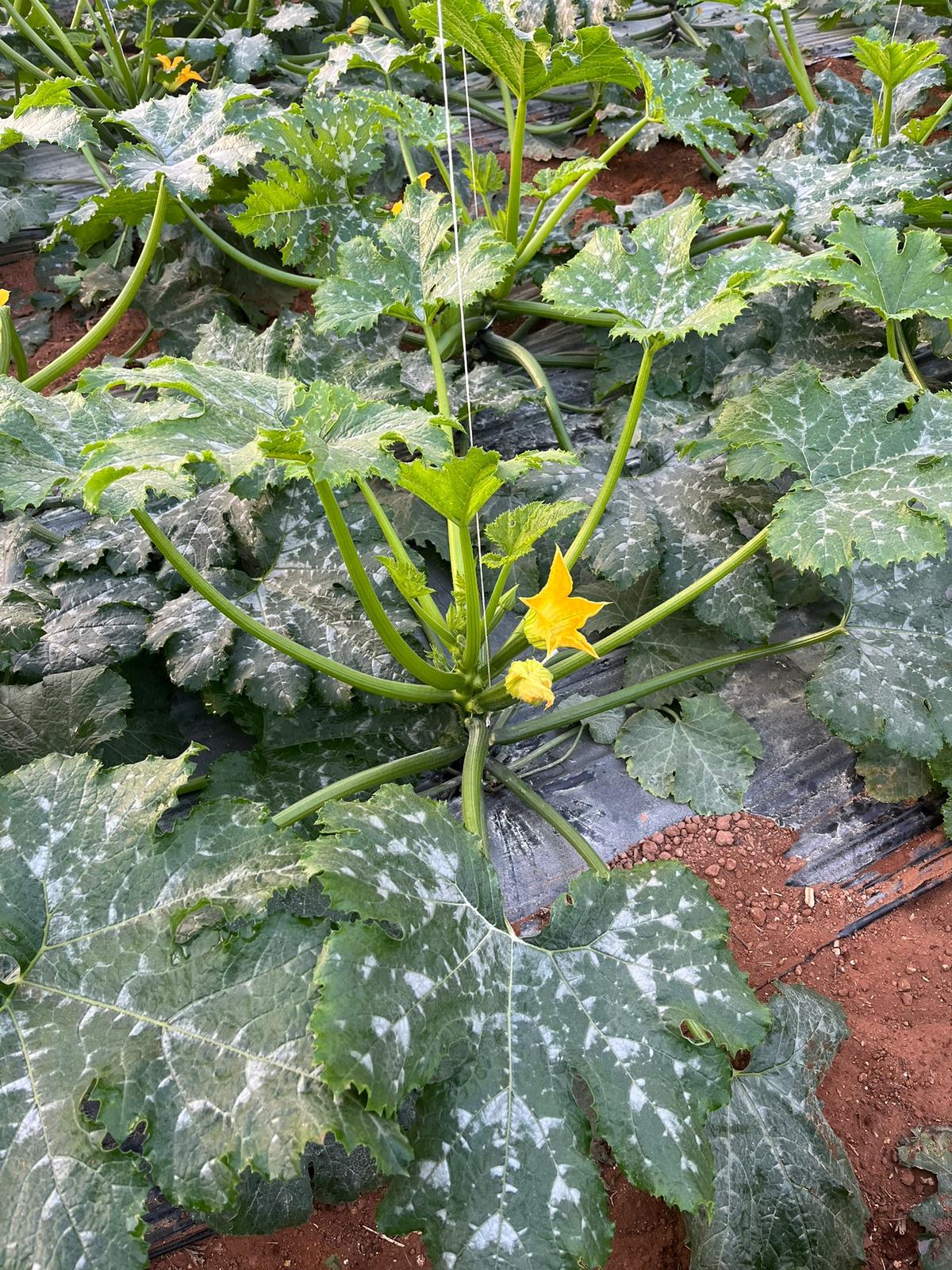 pianta di zucchine
