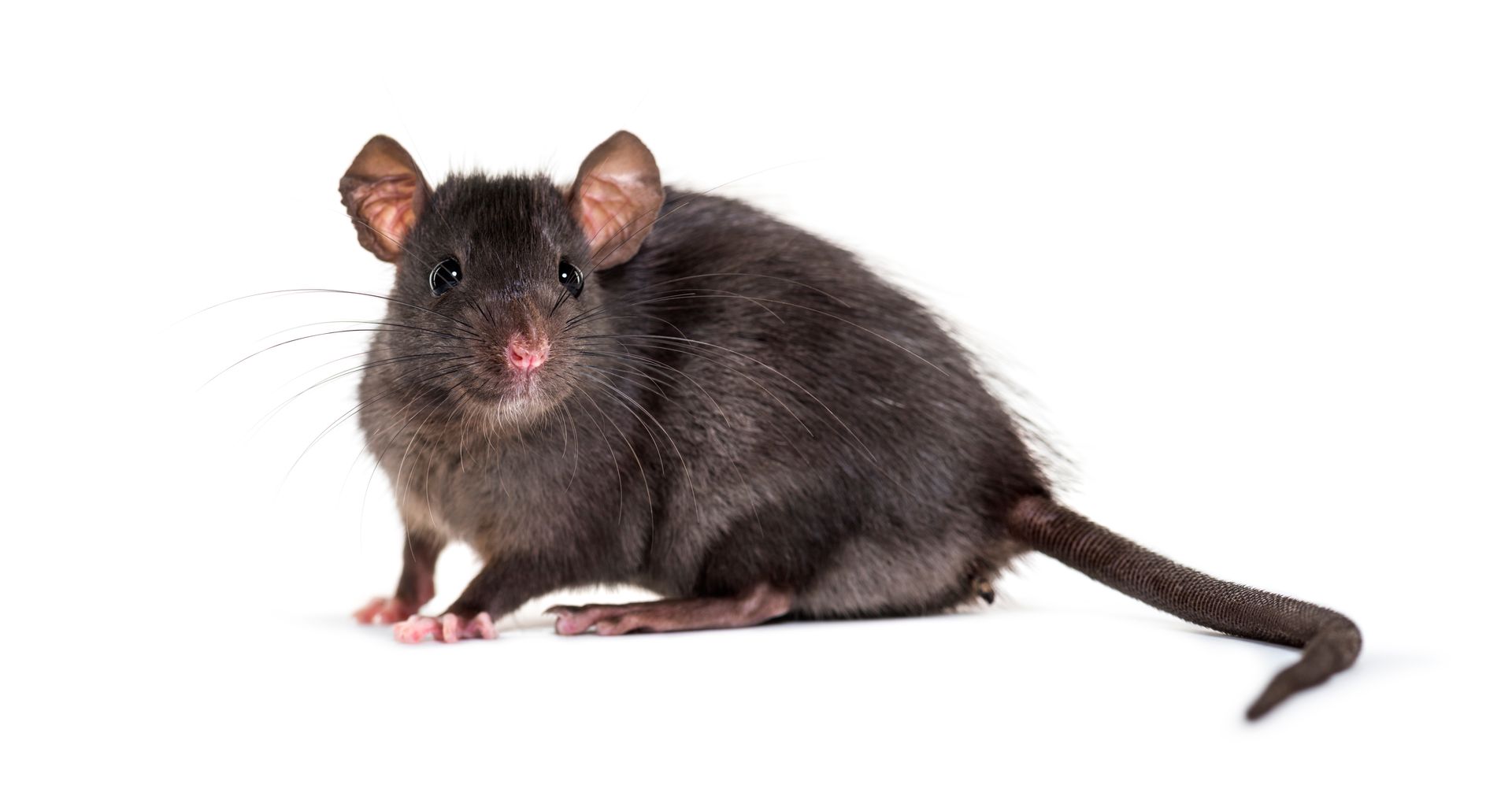 a black rat is sitting on a white surface and looking at the camera .