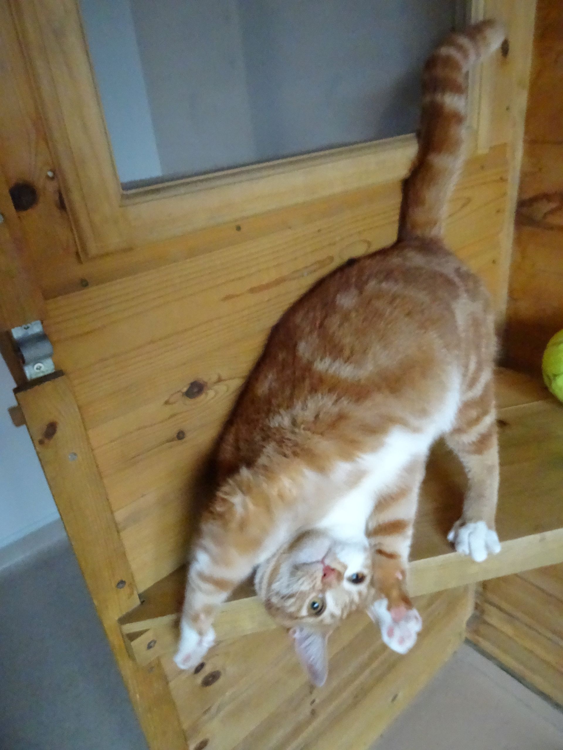 Orange tabby cat upside down on wooden surface with tail arched.