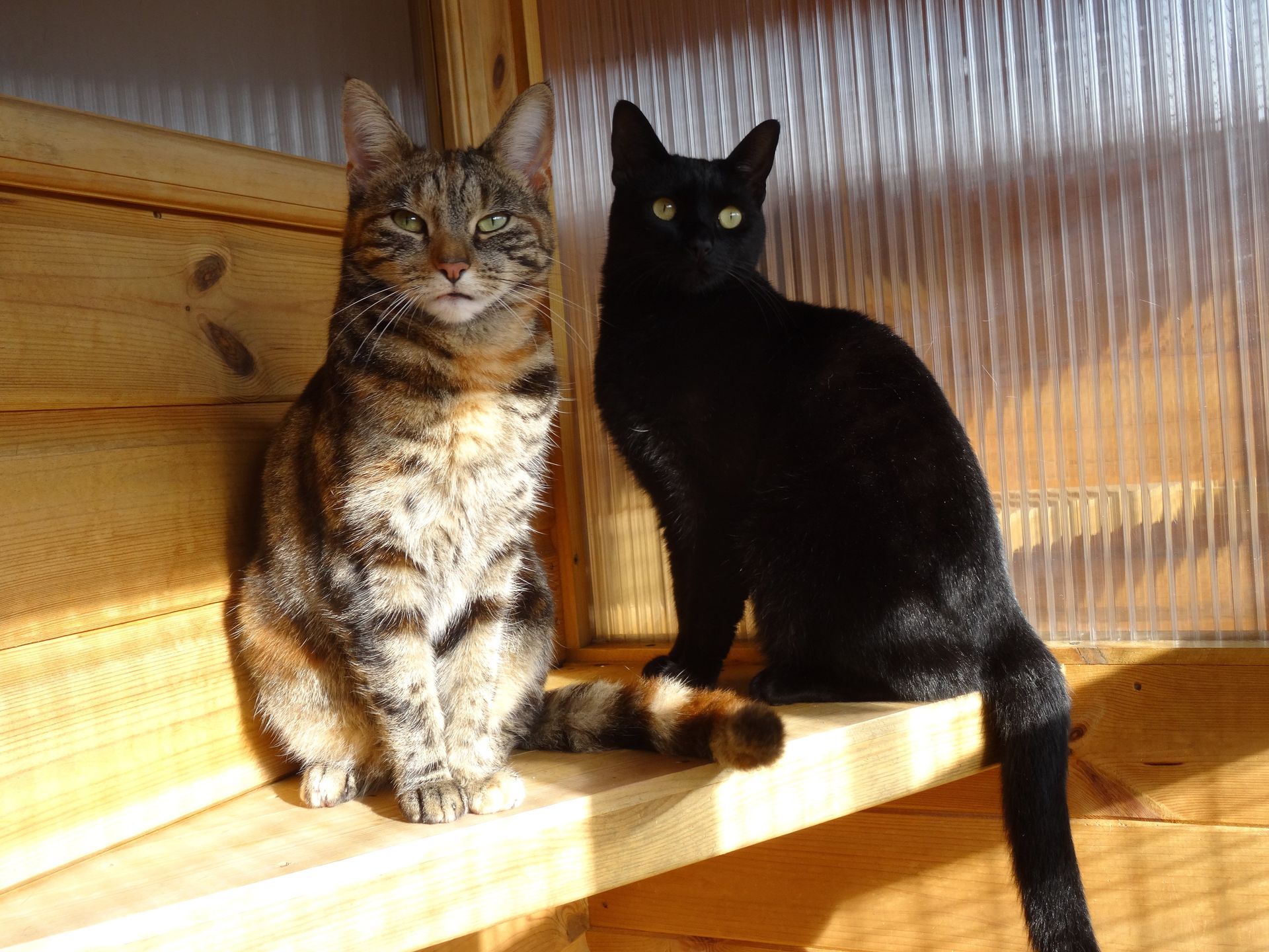 Two cats, a tabby and a black one, sit side-by-side on a wooden surface, lit by sunlight.