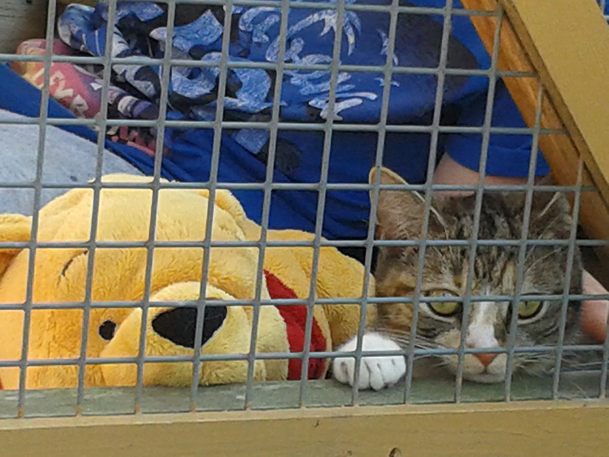 cat in a cattery