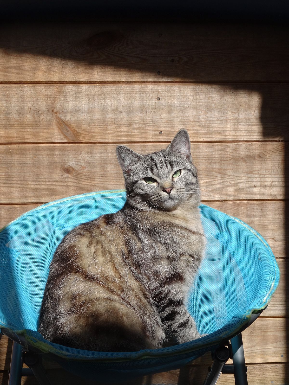 Cat sitting in a basket